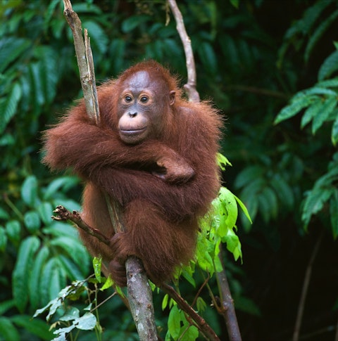 Orang Utan in a tree