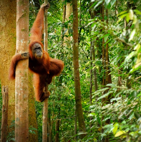Orang Utan swinging in the trees