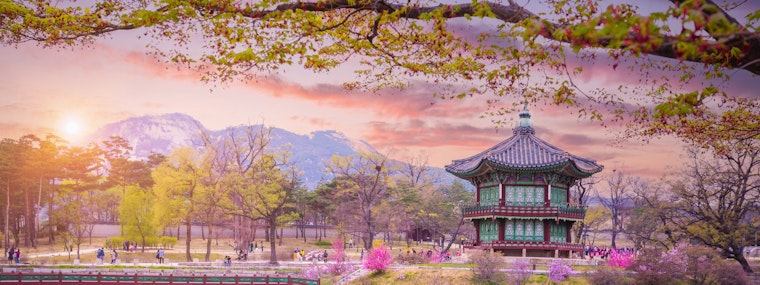 Gyeongbokgung palace with cherry blossom tree in spring time in seoul city of korea, south korea.