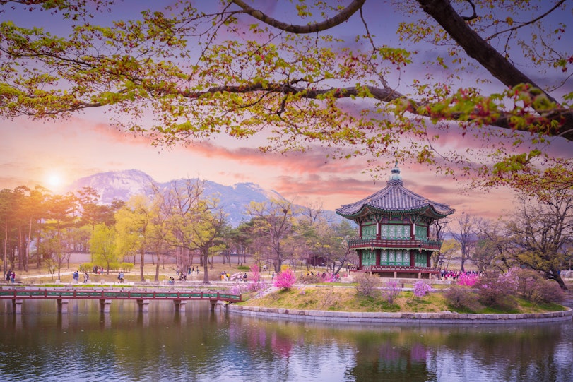 Gyeongbokgung palace with cherry blossom tree in spring time in seoul city of korea, south korea.