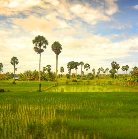 Cambodia's countryside