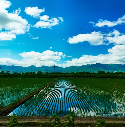 Ogura rice paddies