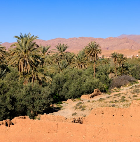 Moroccan village greenery