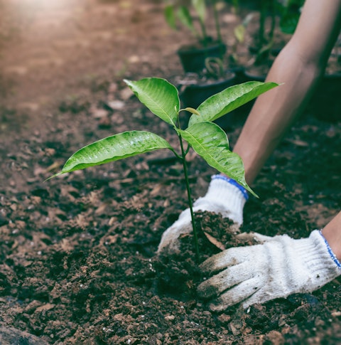 Planting trees