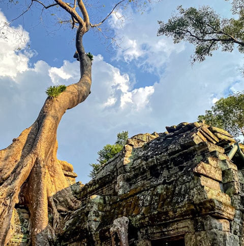 Ta Prohm's tree-wrapped ruins