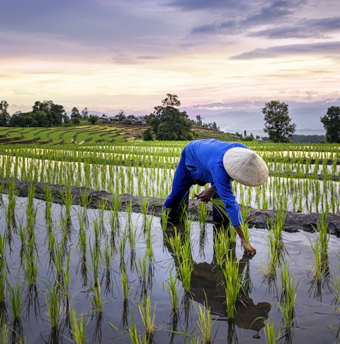 Thailand farm