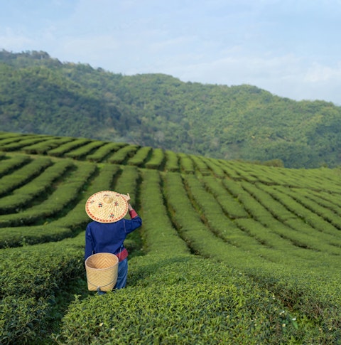 Tea and coffee plantations