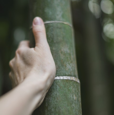 Bamboo