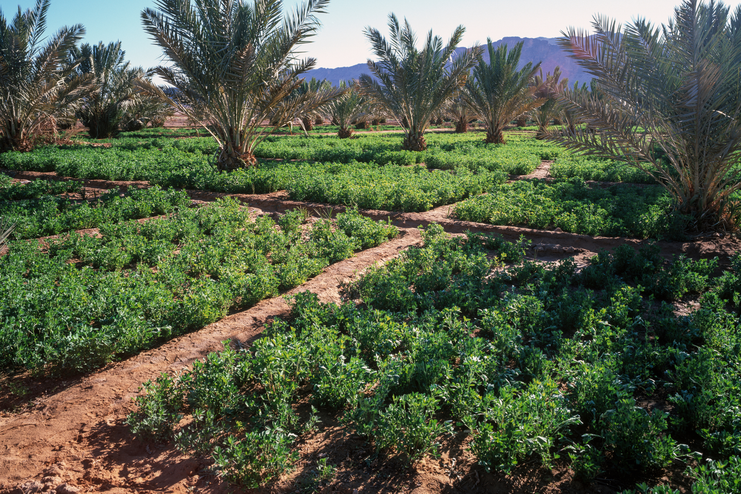 Green Goals in Marrakesh | DGI Study Trips