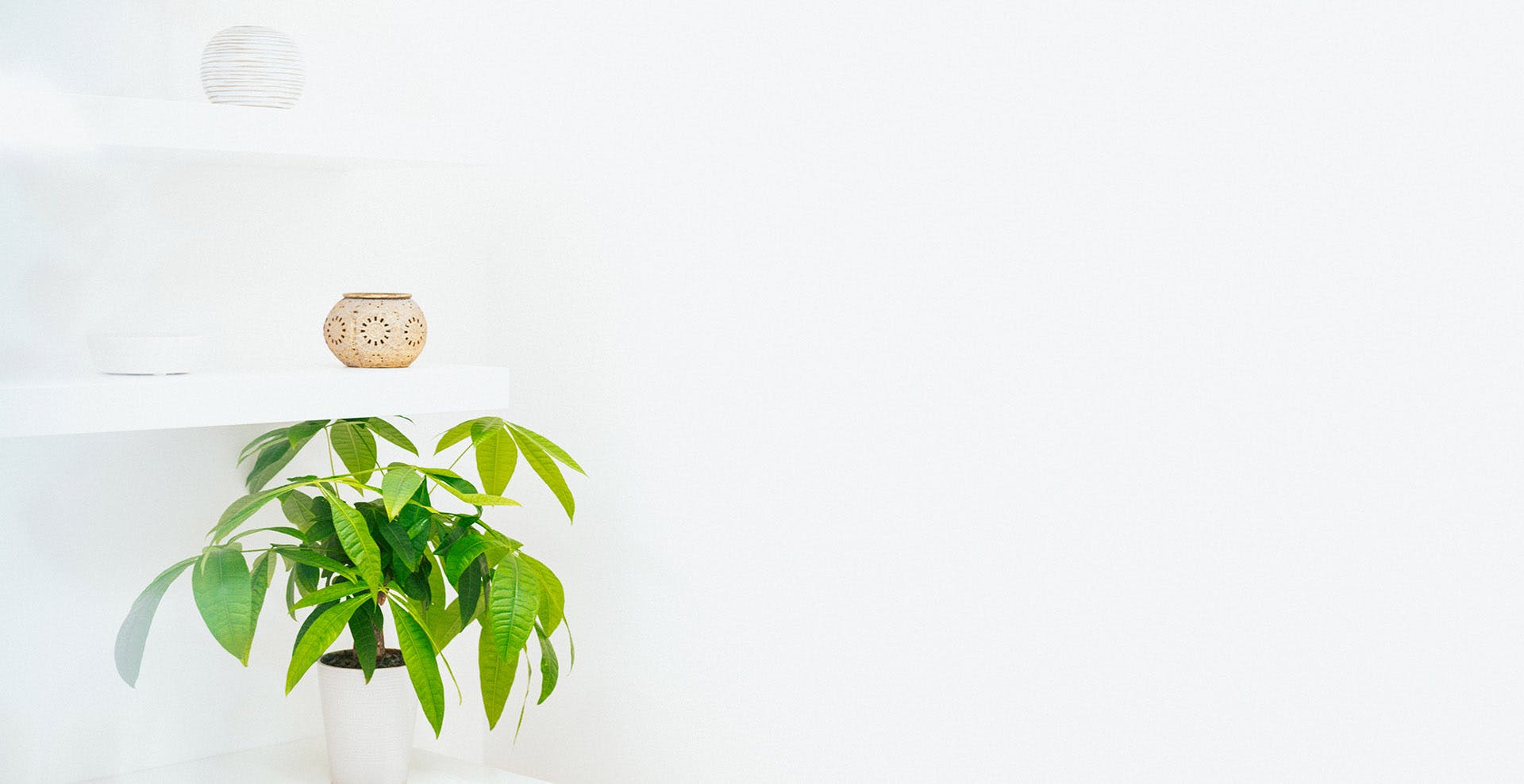white wall with a green plant