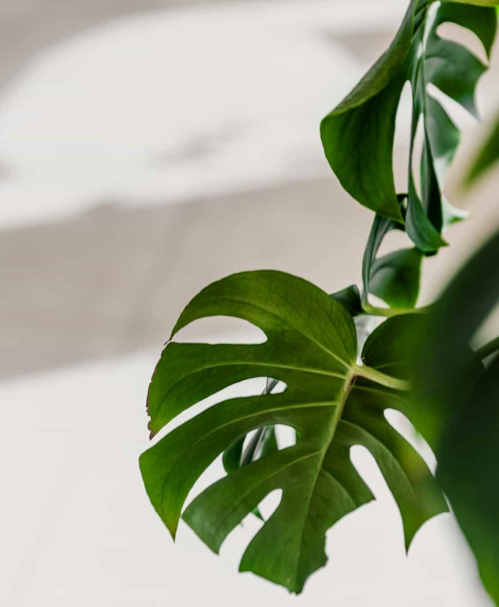 leaves