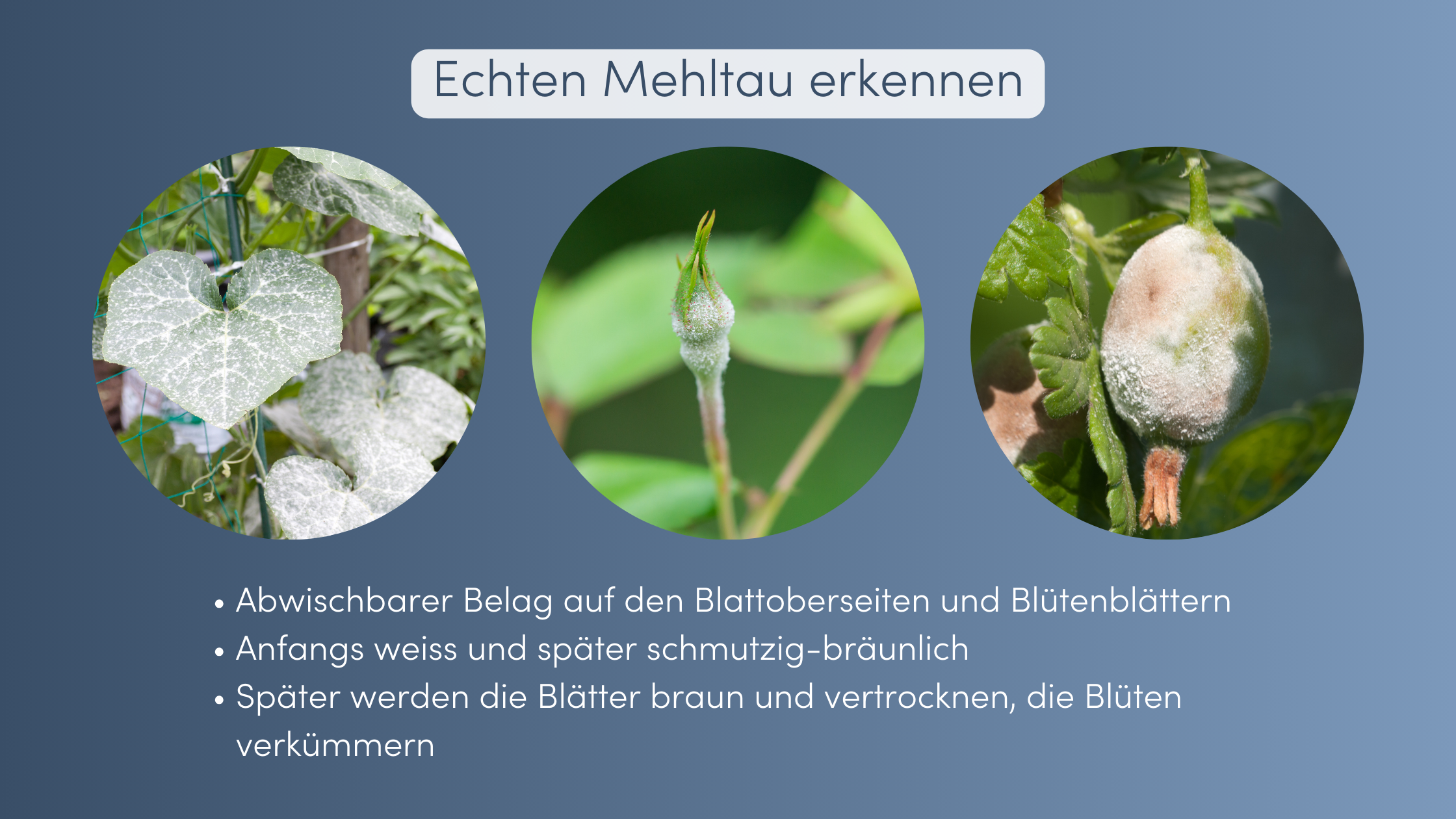 Mehltau erkennen
