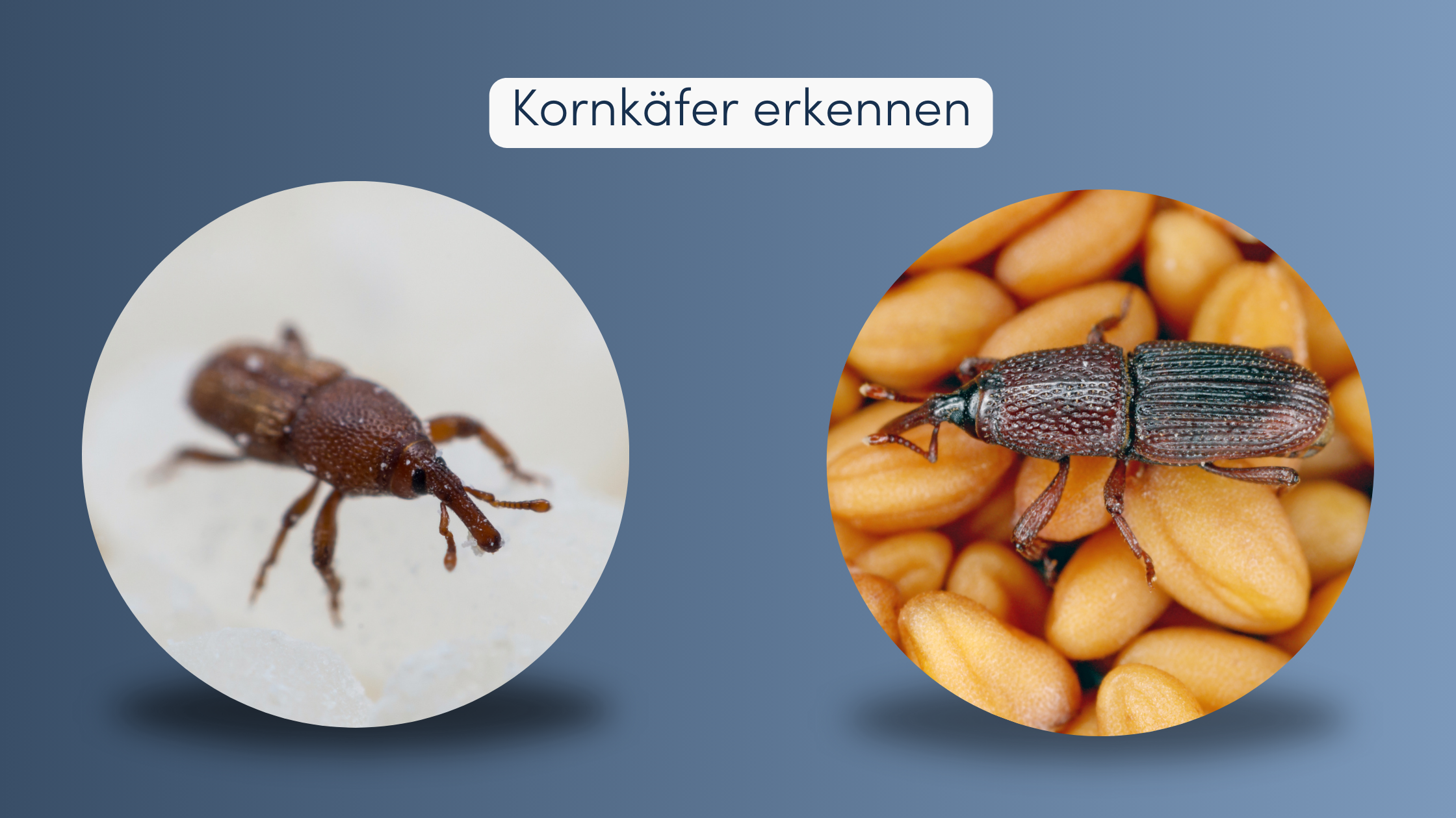 Kornkäfer erkennen