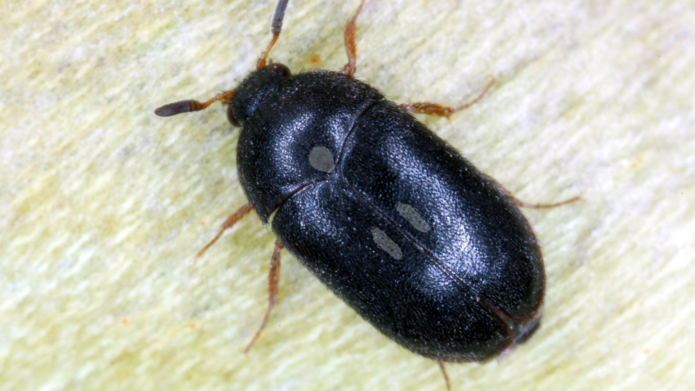 Der Gemeine Pelzkäfer