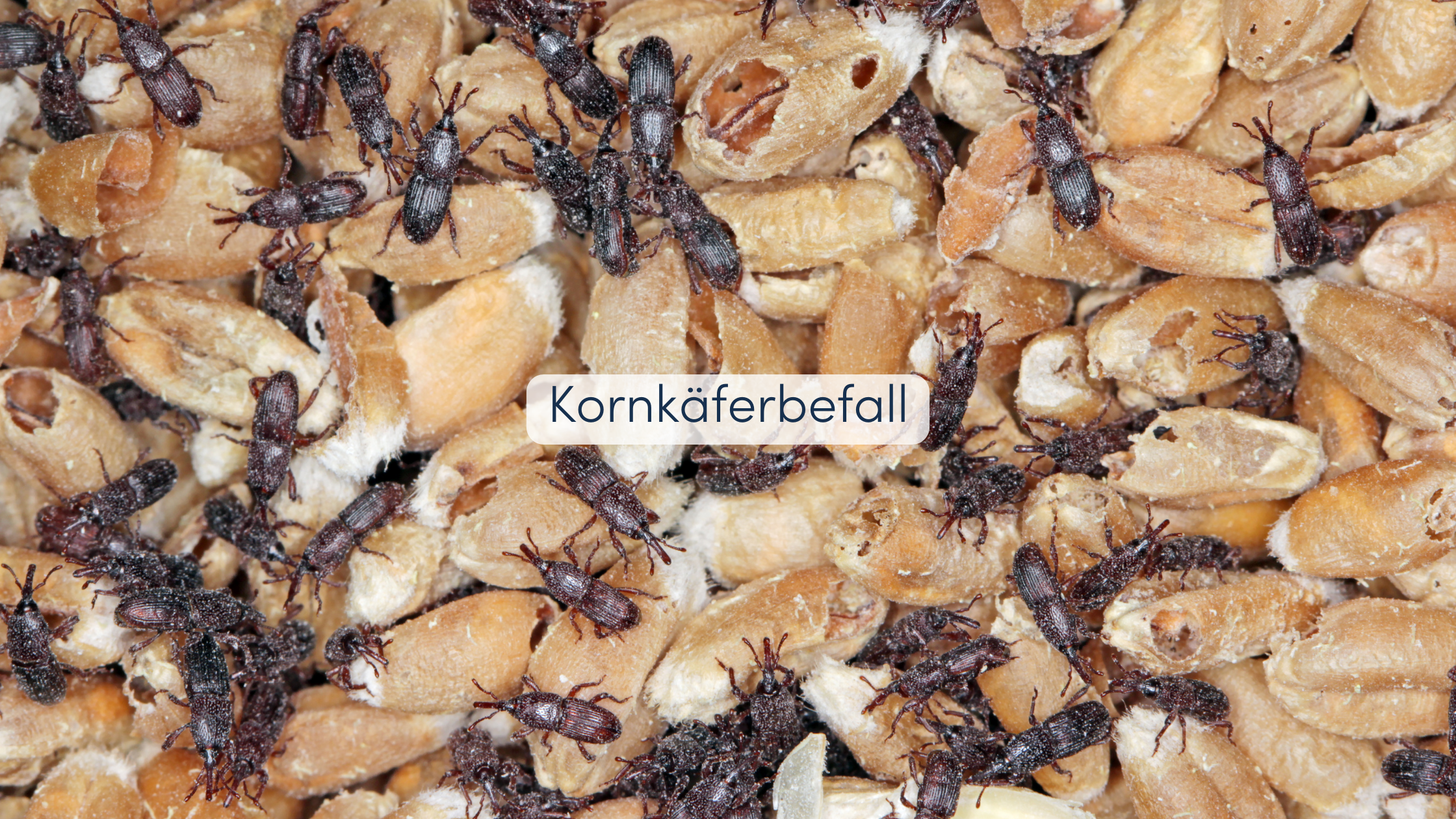 Kornkäfer bekämpfen Befall