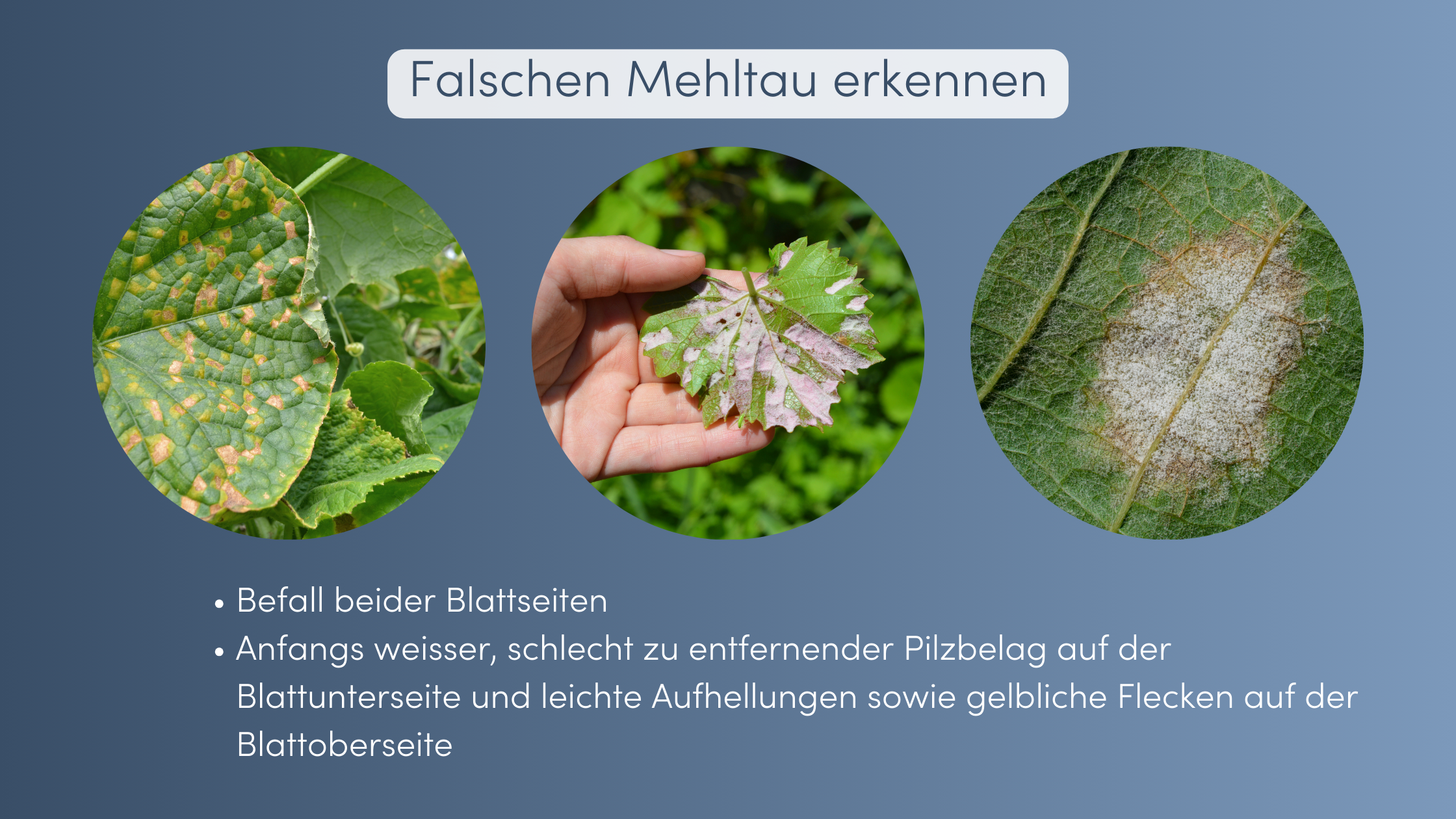 Mehltau bekämpfen Merkmale