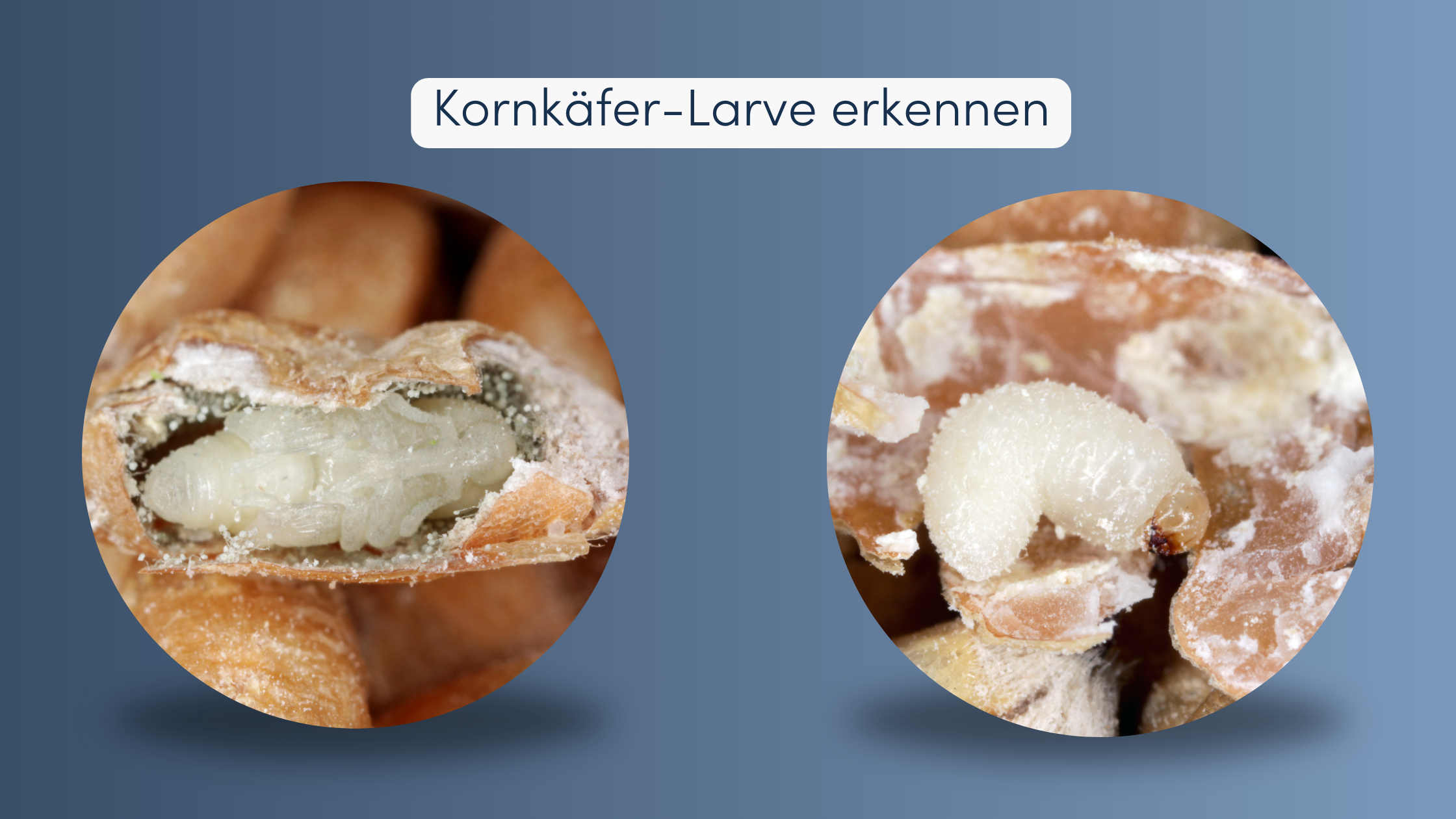 Kornkäfer bekämpfen Larve erkennen