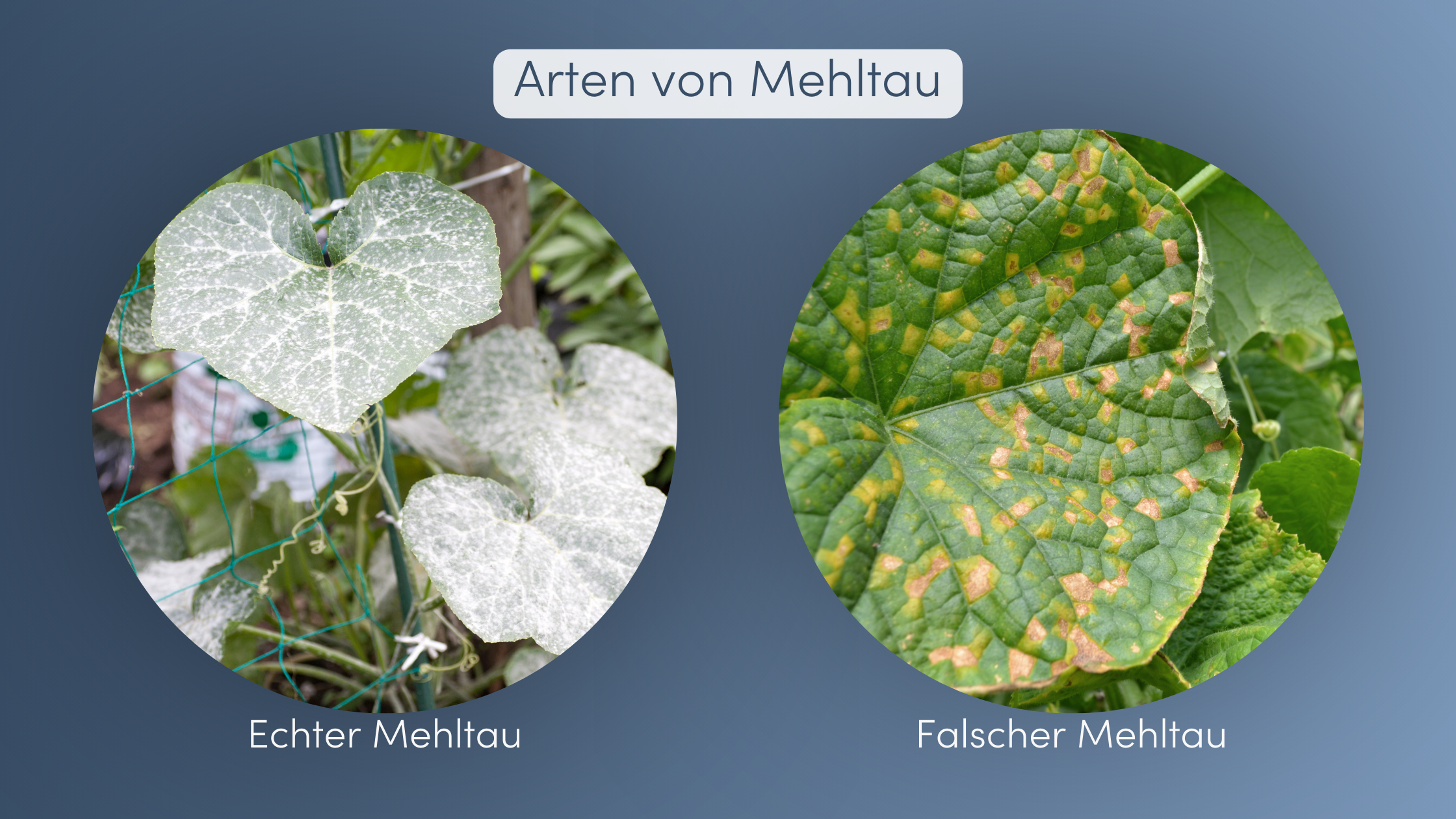 Mehltau bekämpfen Arten