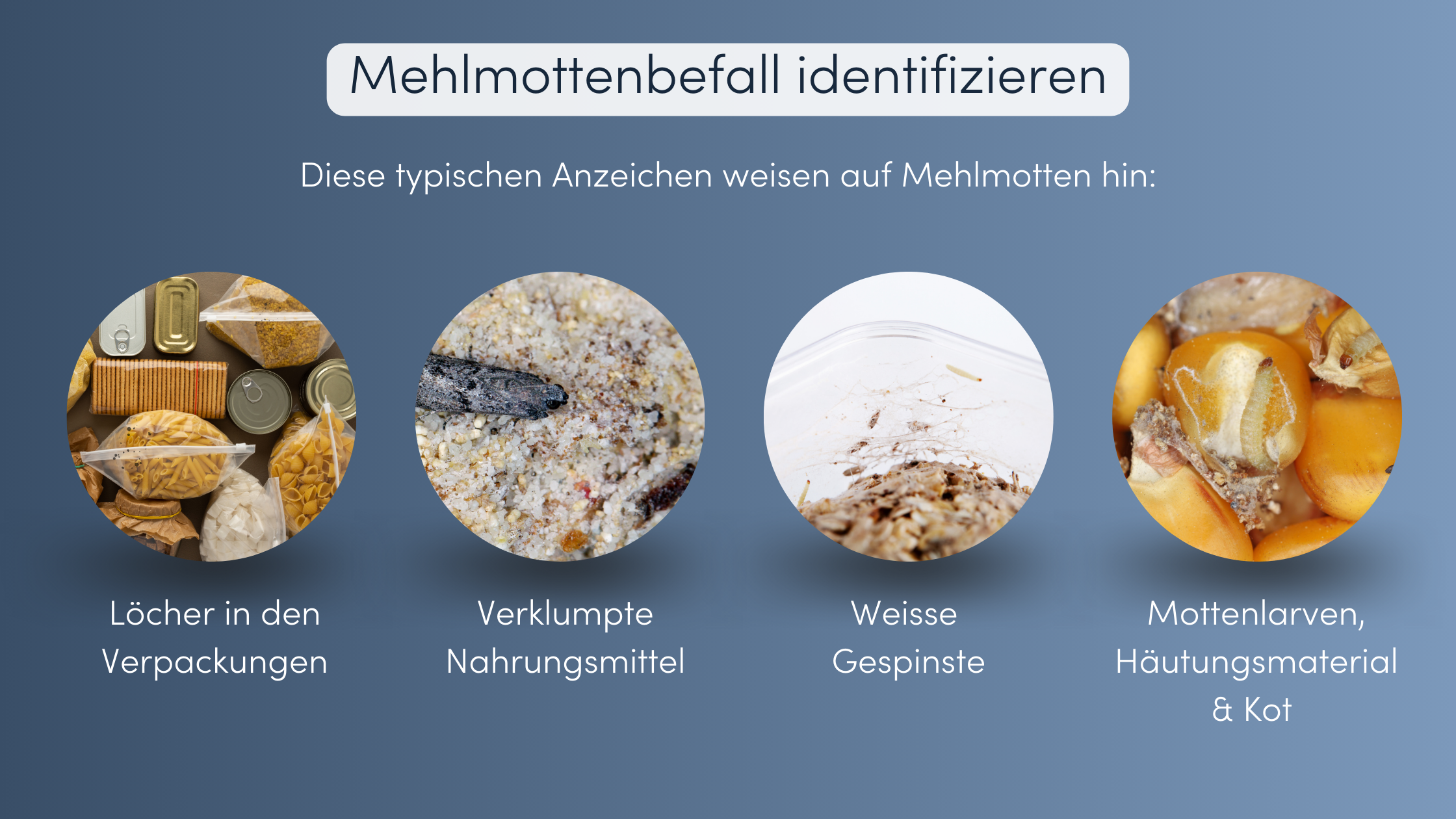 Mehlmottenbefall identifizieren