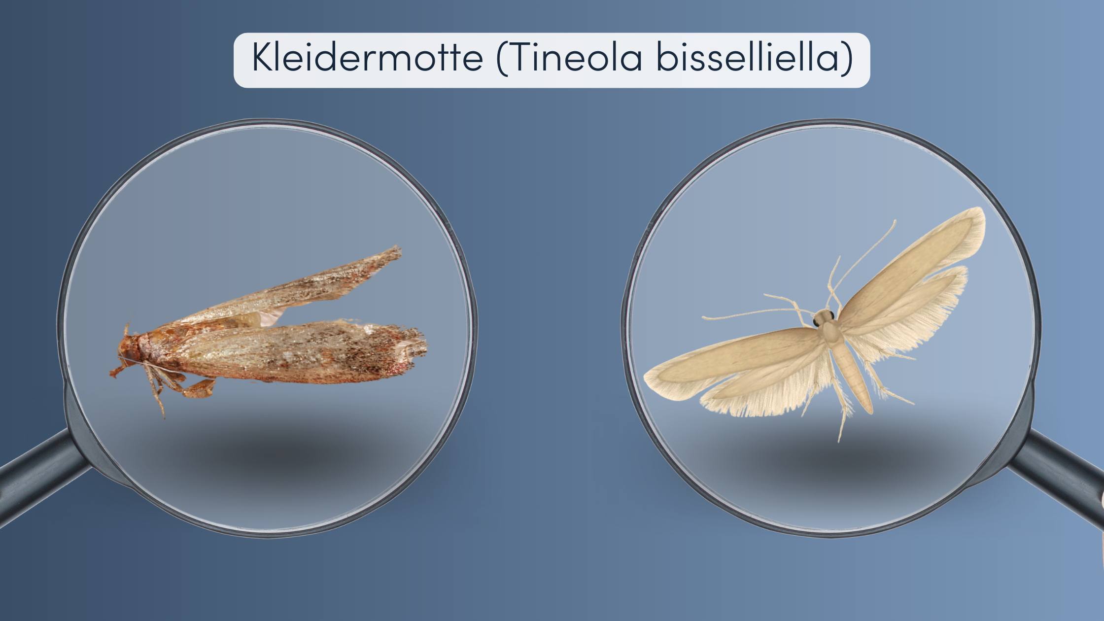 Kleidermotten bekämpfen Aussehen
