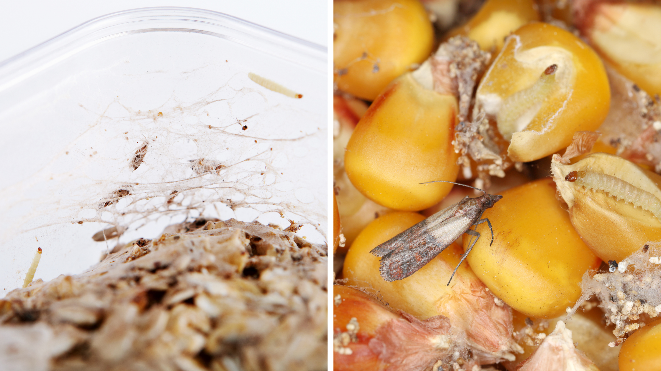 Dörrobstmotte bekämpfen Tierfutter