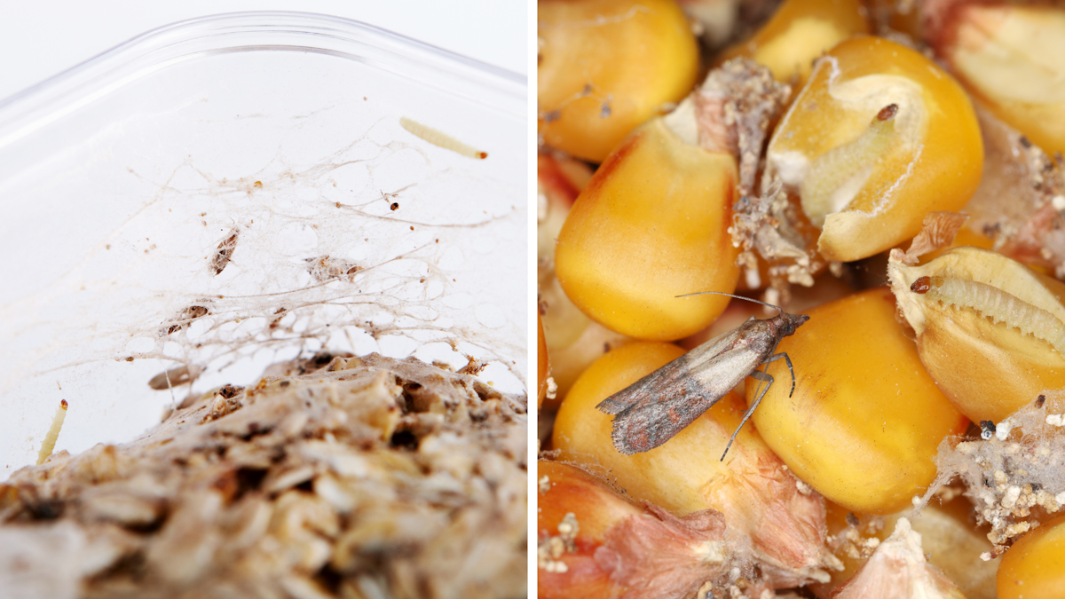 Lutter contre la teigne des fruits secs Comment identifier et éliminer ces nuisibles