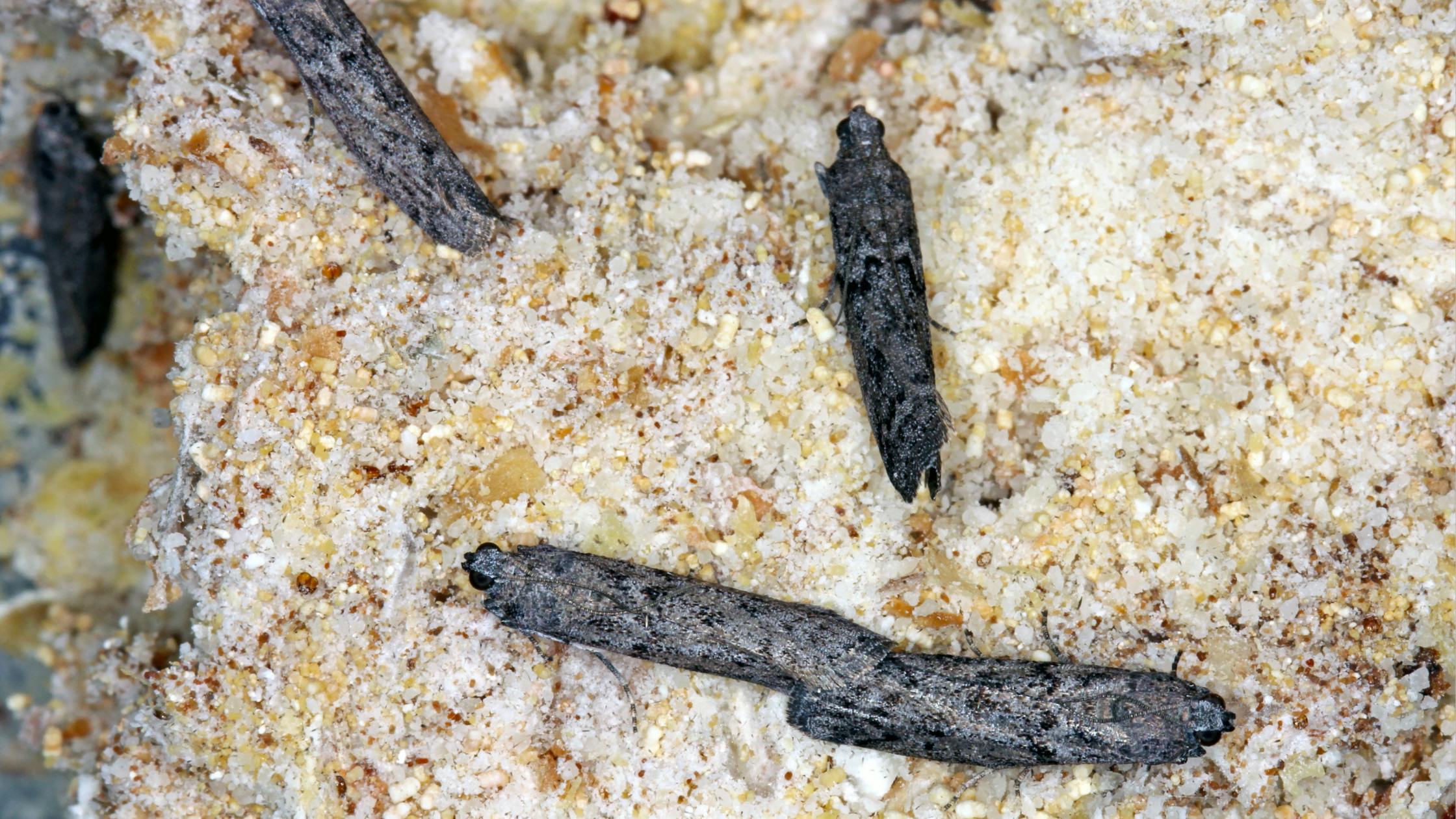 Lutter contre les mites alimentaires : Comment débarrasser votre cuisine des mites et prévenir leur infestation