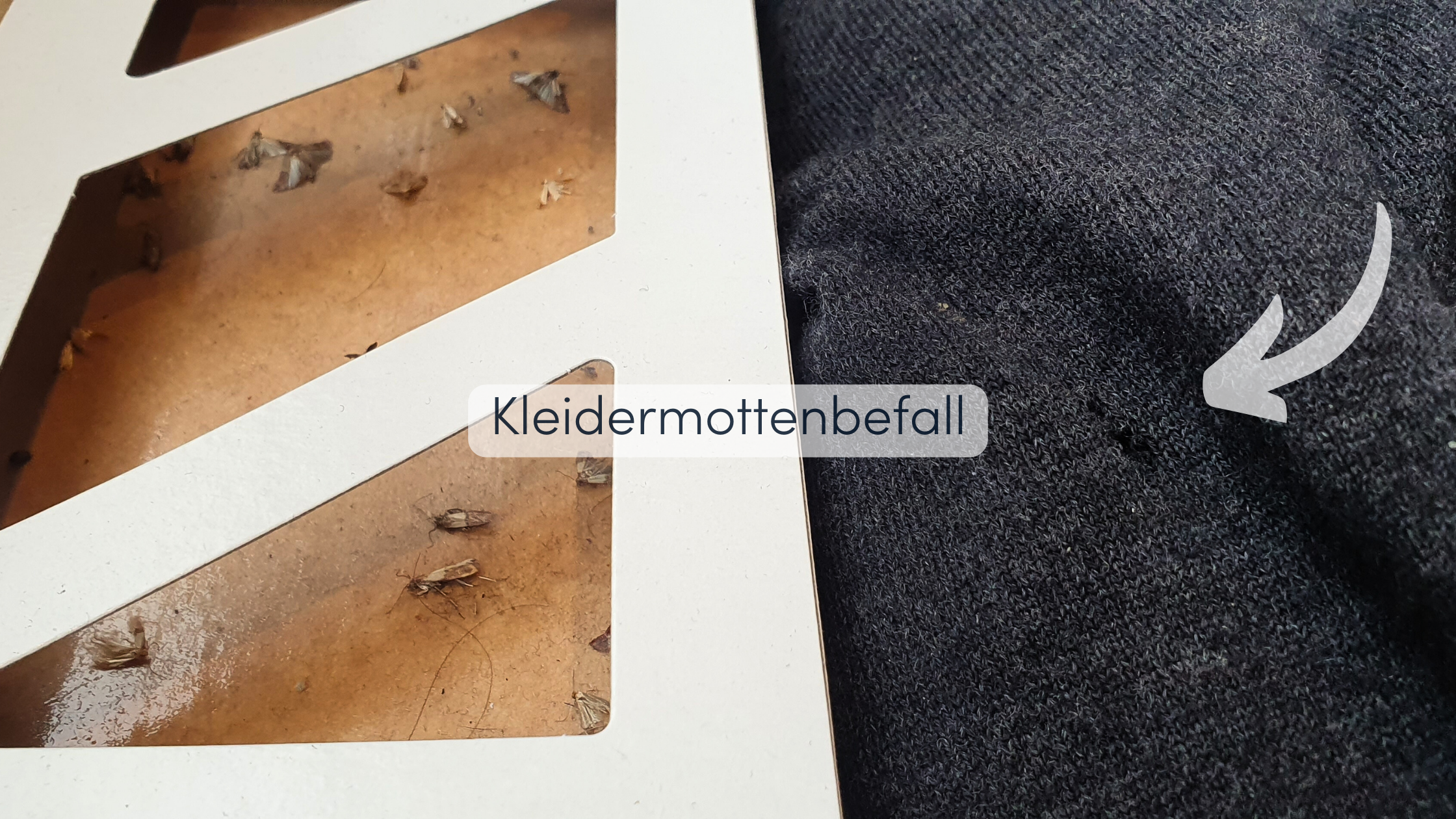 Kleidermotten bekämpfen Kleiderbefall