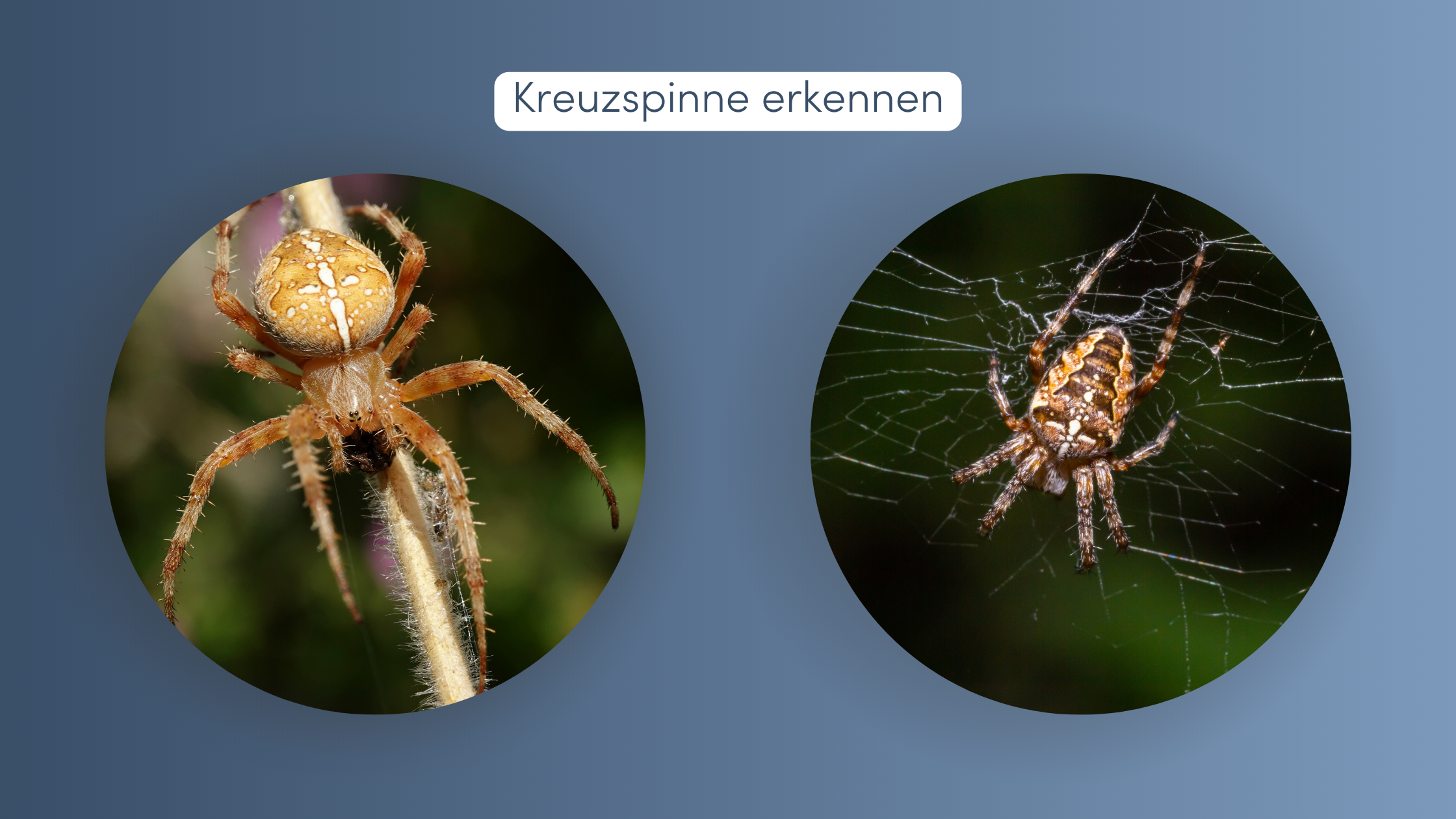giftige spinnen kreuzspinne