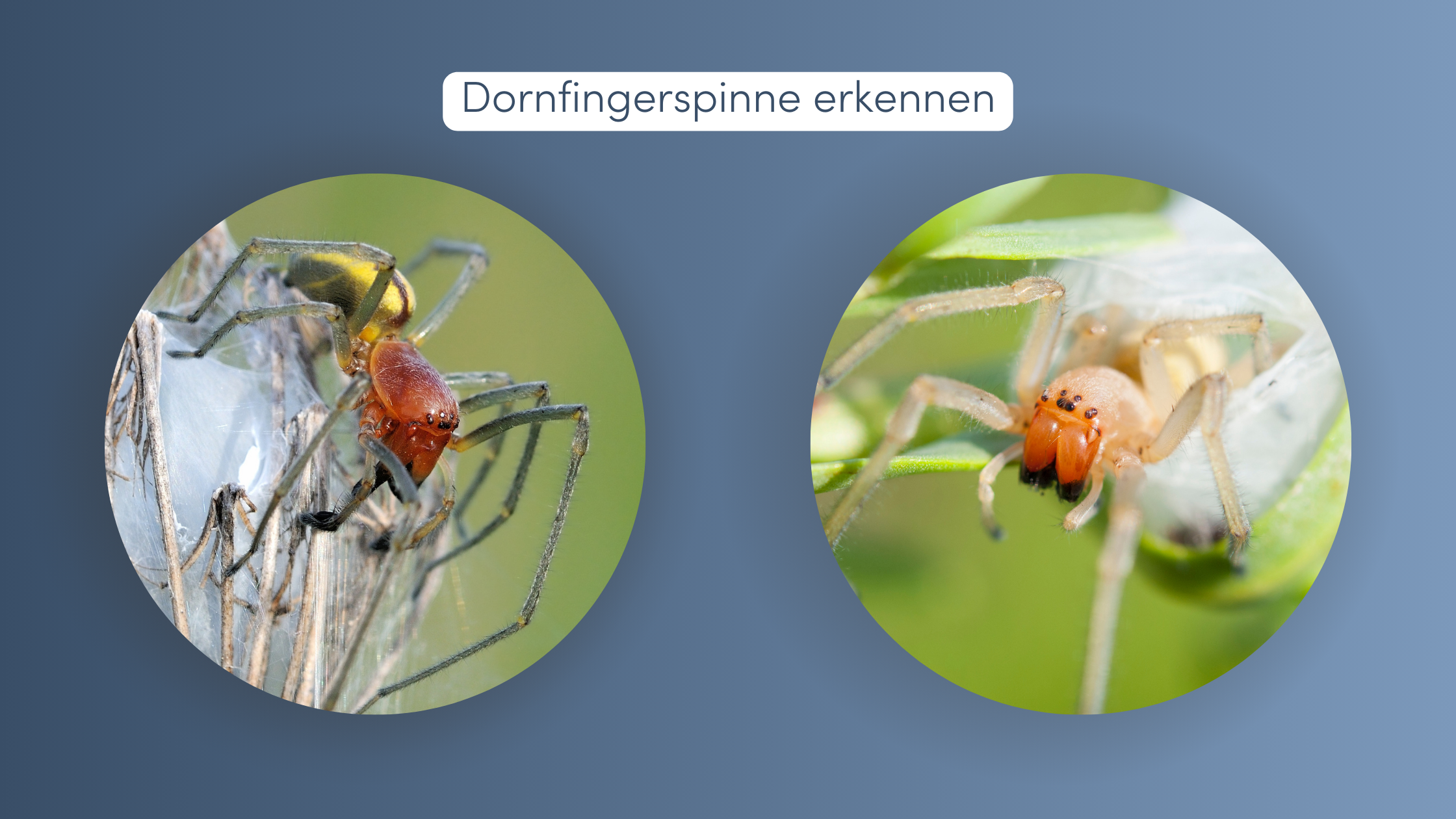 giftige spinnen dornfingerspinne