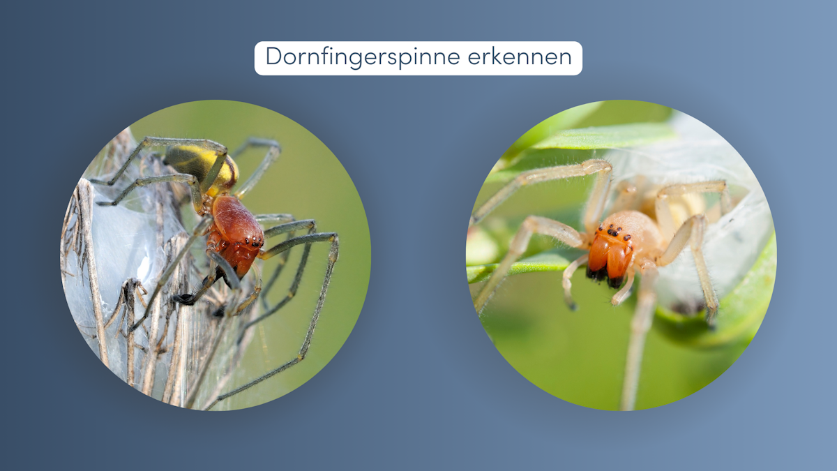 Gibt Es In Deutschland Giftige Spinnen www.buildigo.ch