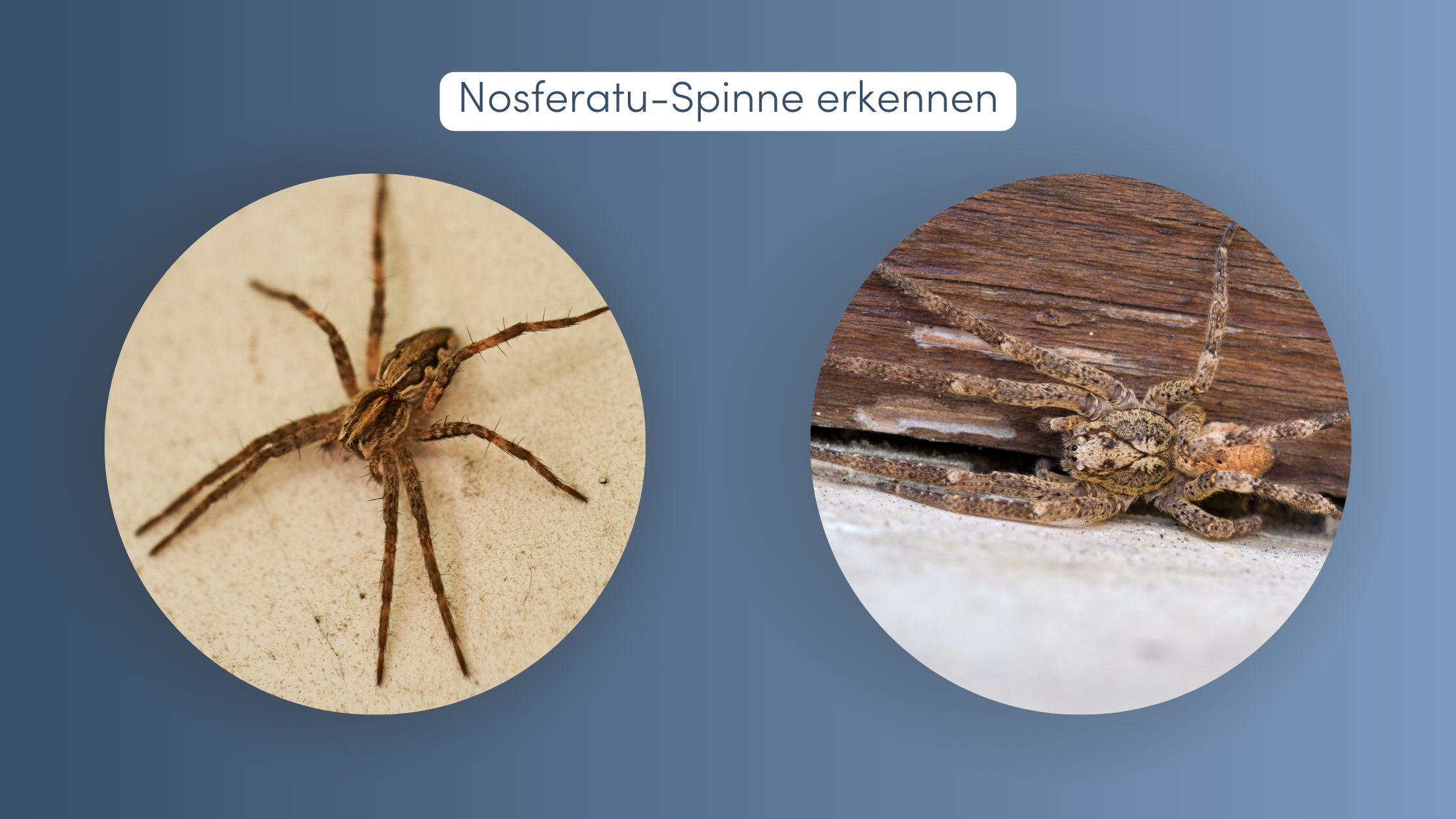 giftige spinnen nosferatu