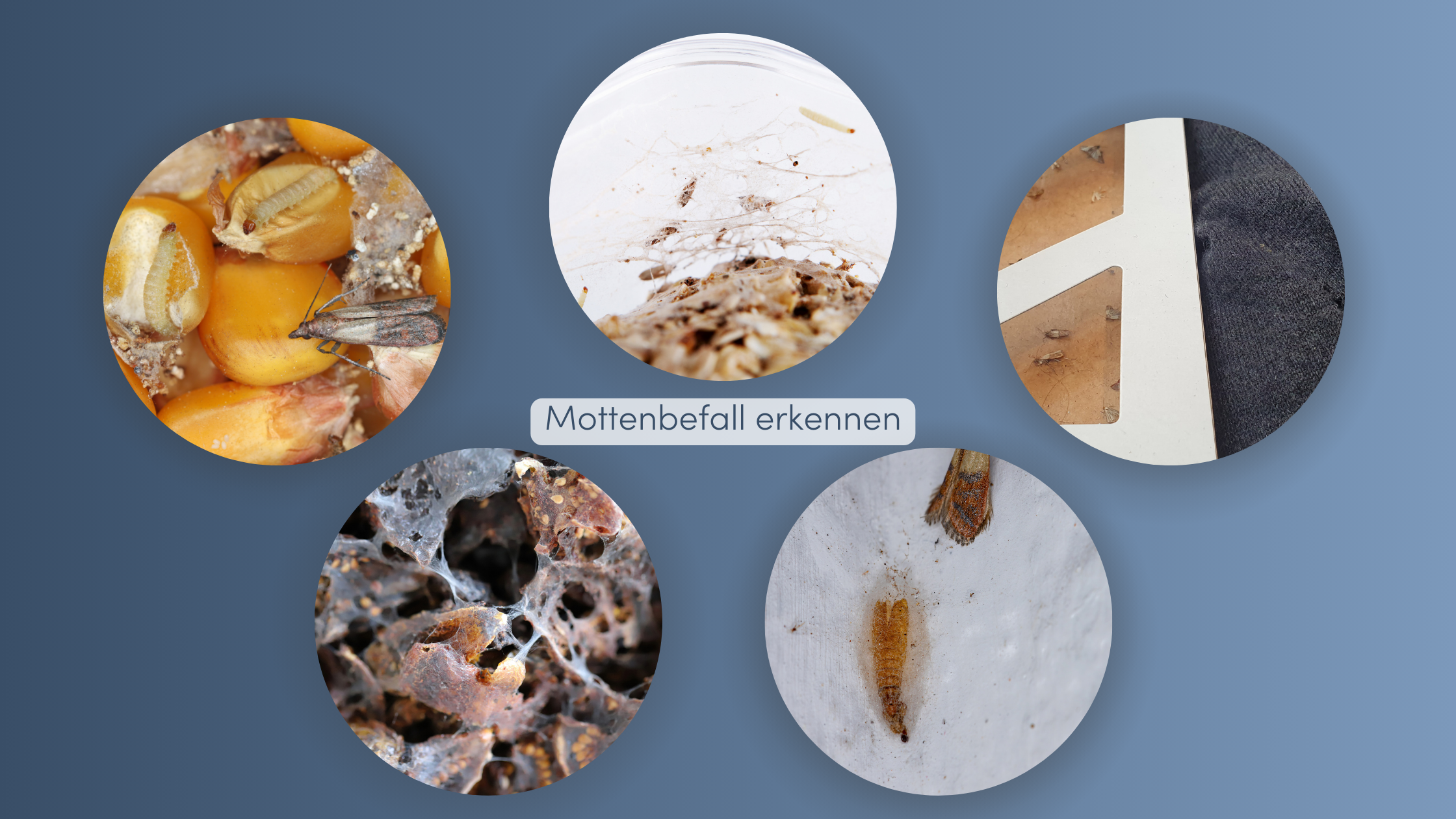 Mottenbefall erkennen