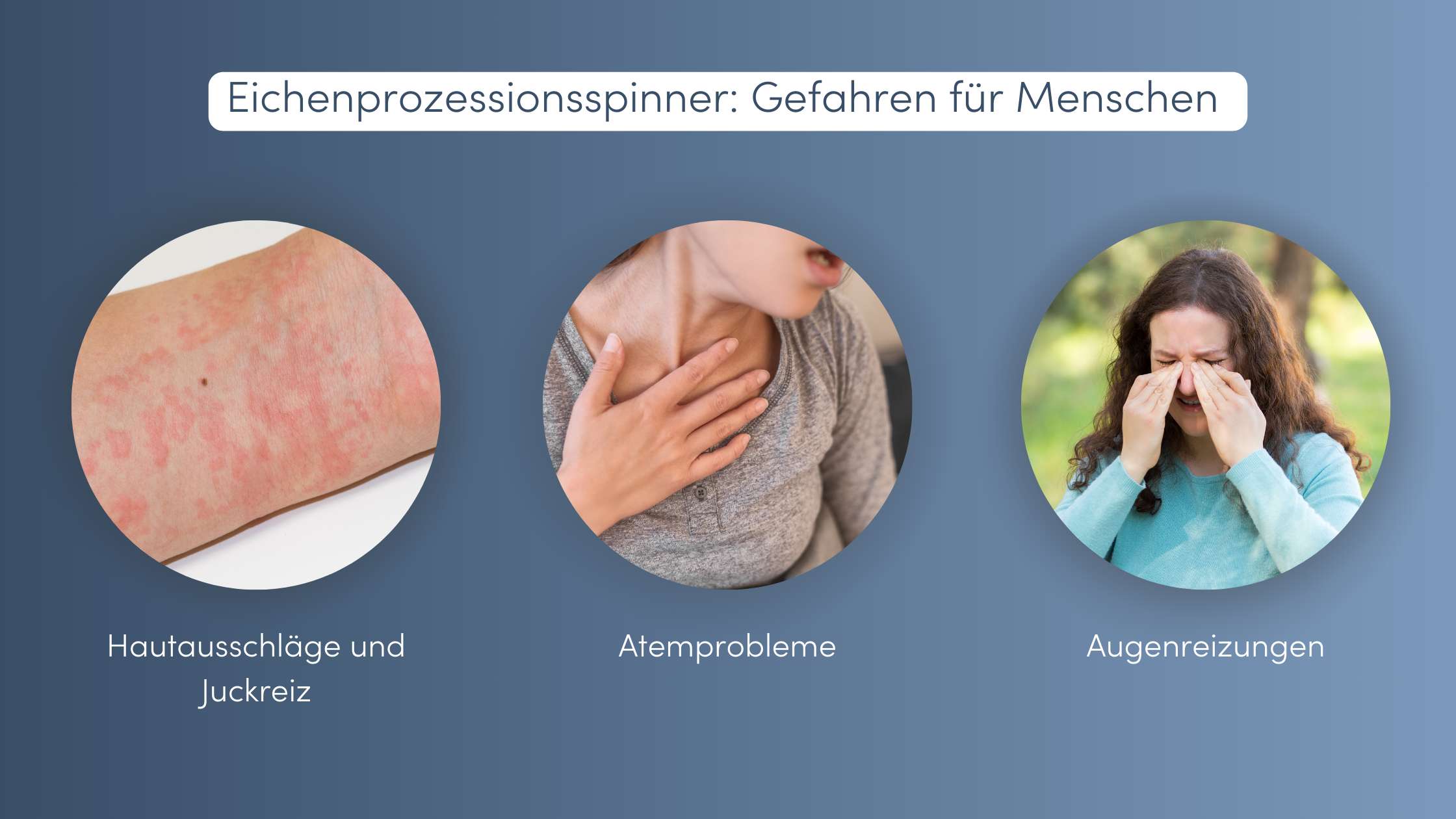 Eichenprozessionsspinner Schweiz Gefahren für Menschen