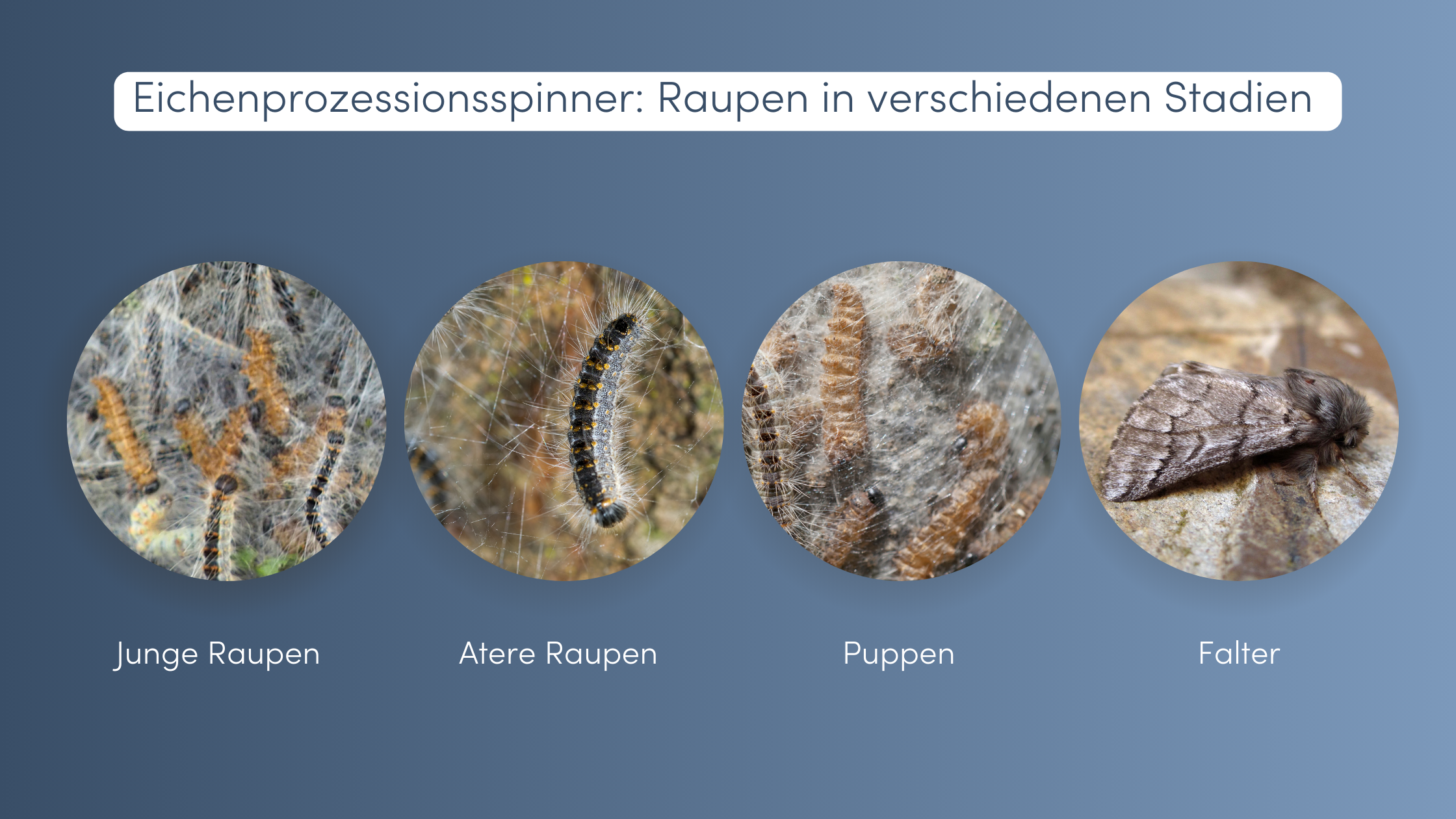Eichenprozessionsspinner Schweiz Raupen