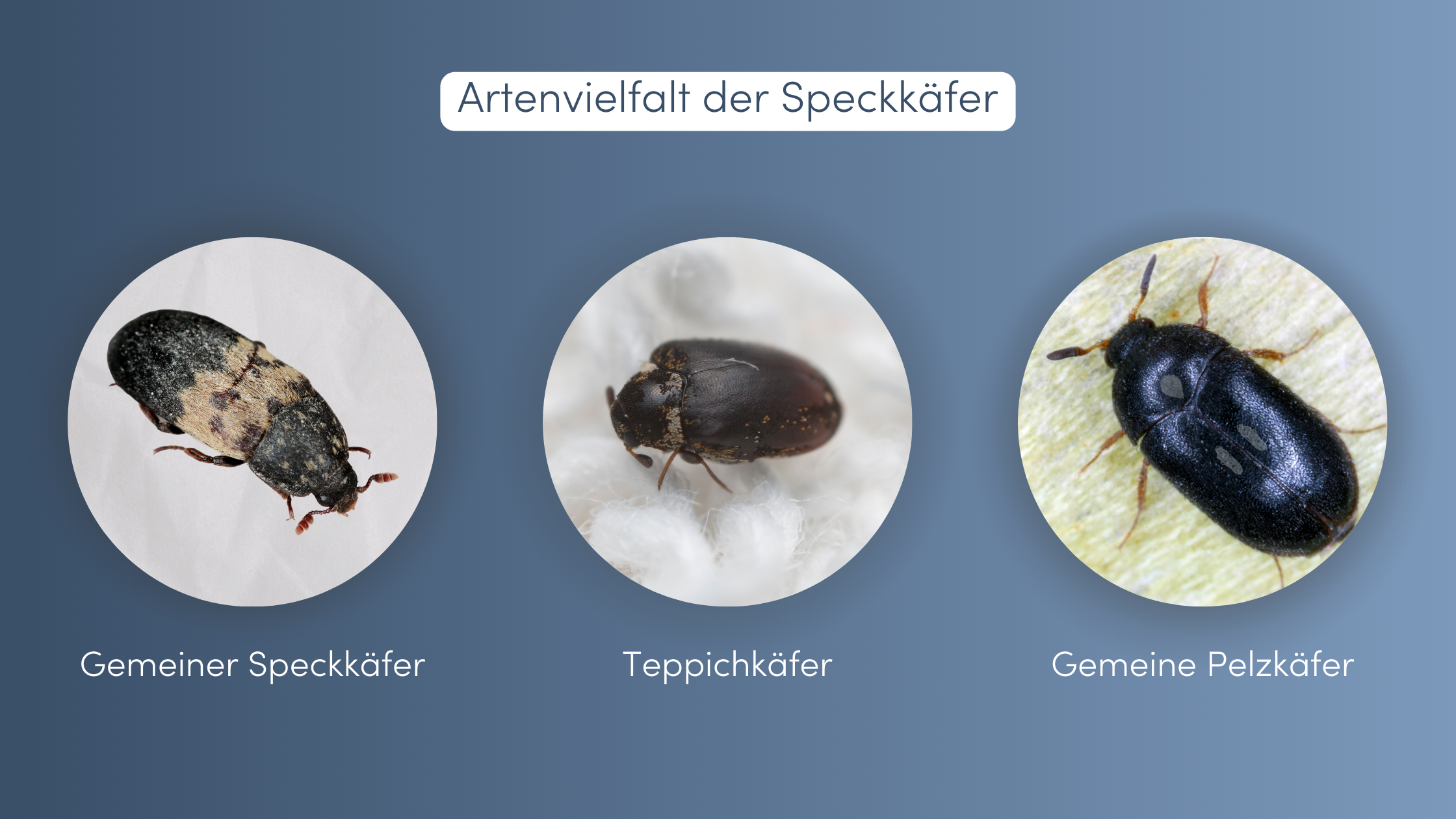 Speckkäfer bekämpfen Artenvielfalt