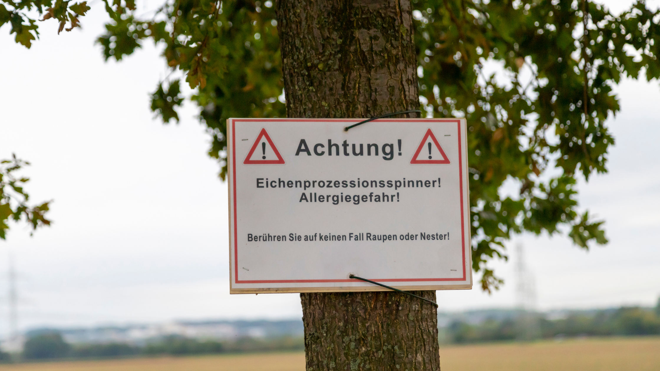 Eichenprozessionsspinner Schweiz Sofortmassnahmen