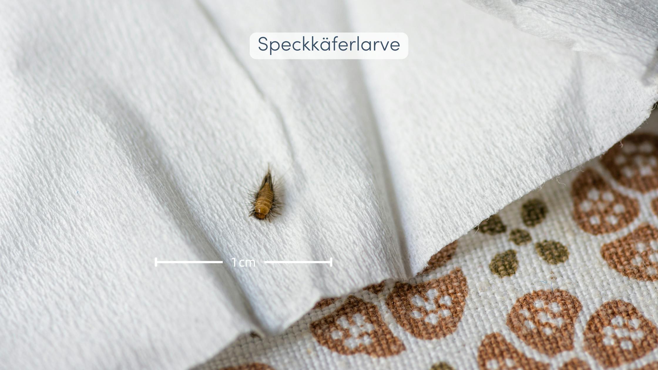 Speckkäfer bekämpfen Identifizieren und eliminieren