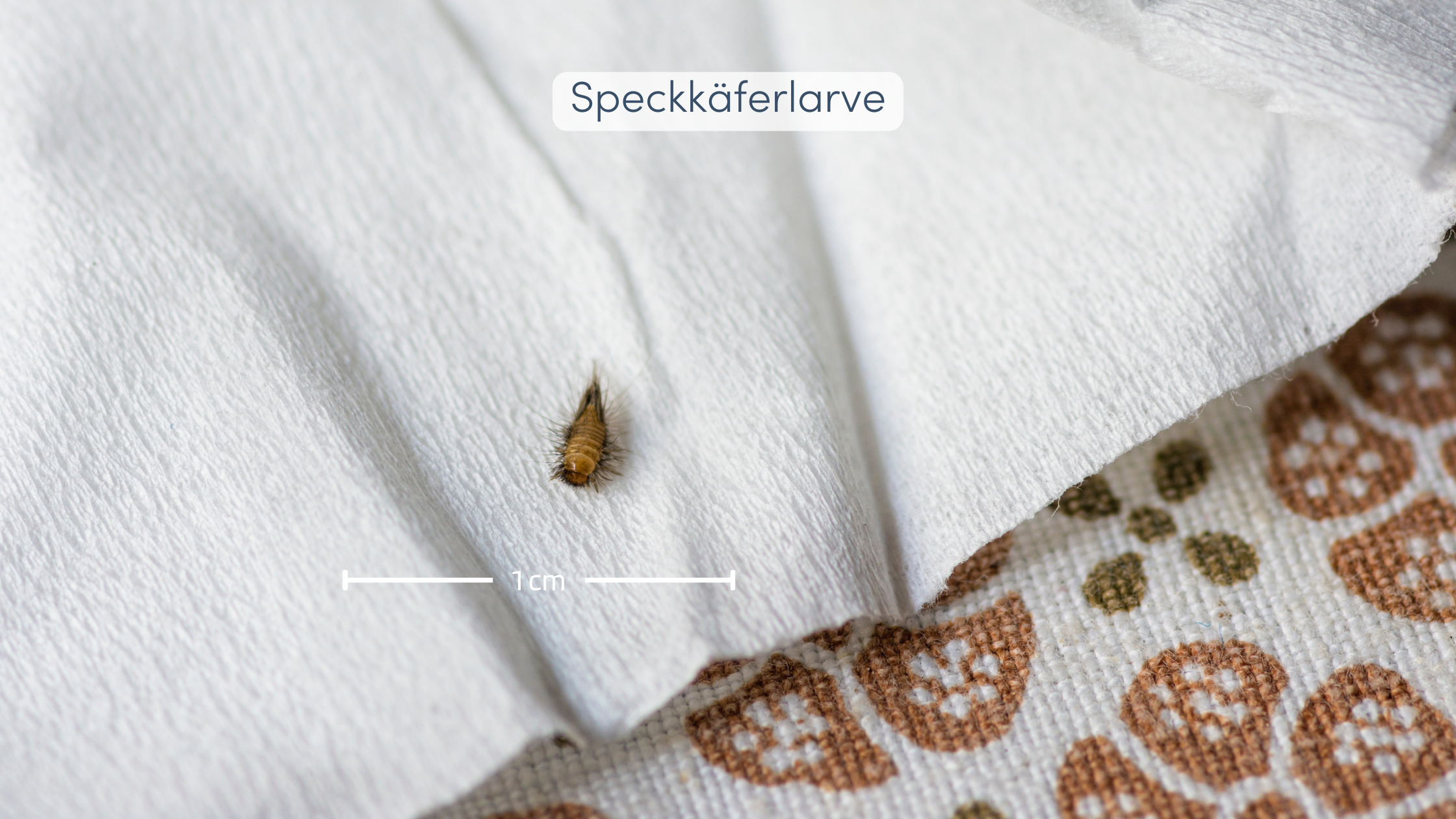 Speckkäfer bekämpfen Larve
