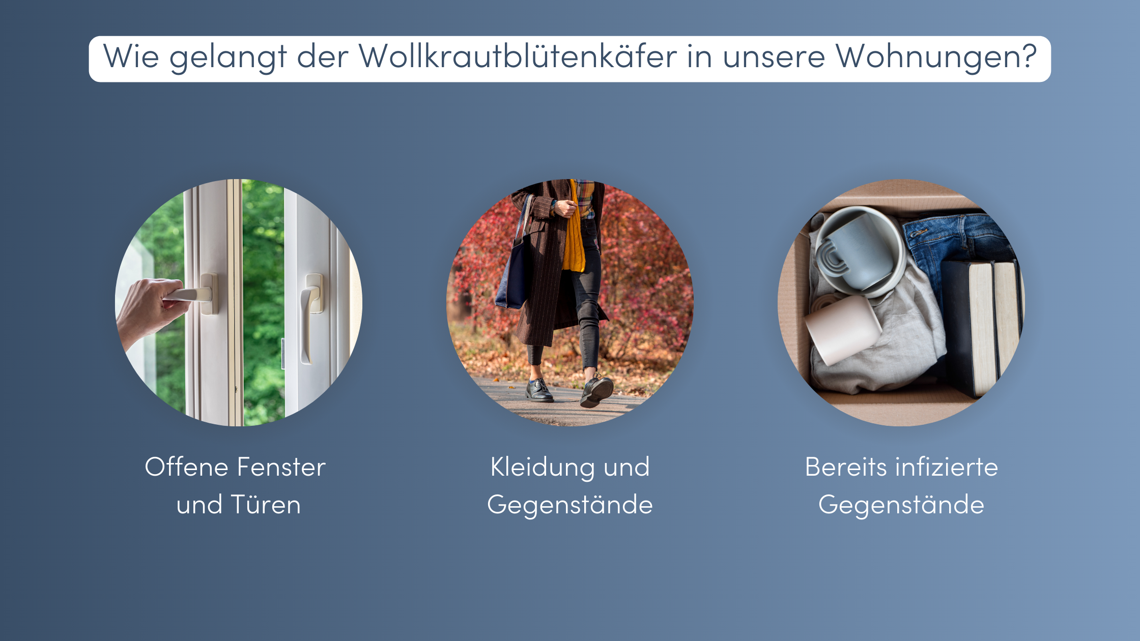 Wollkrautblütenkäfer Befall