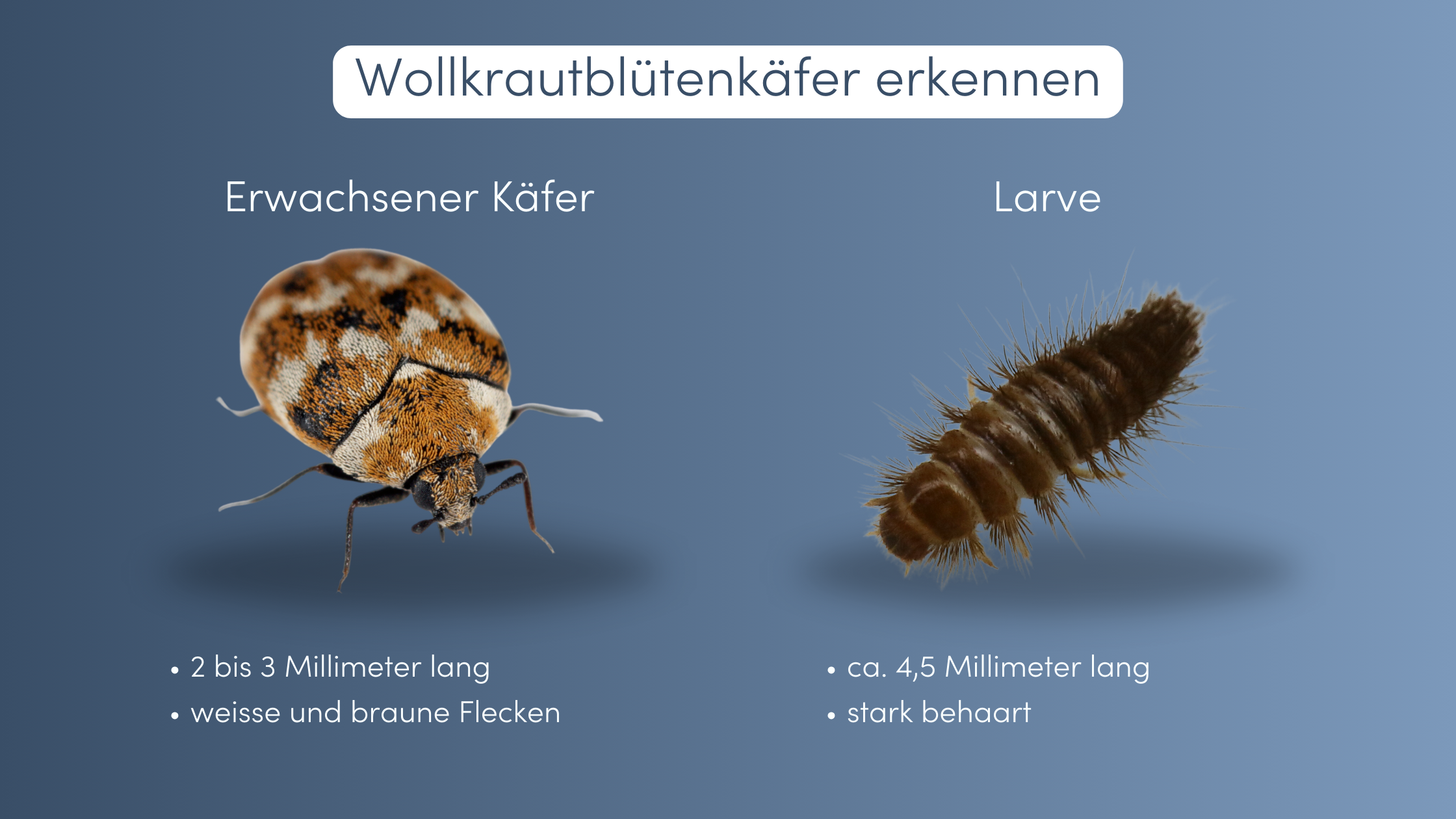 Wollkrautblütenkäfer Larve