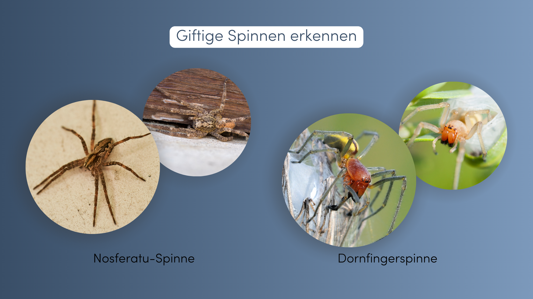 Spinnen vertreiben Giftige Spinnen