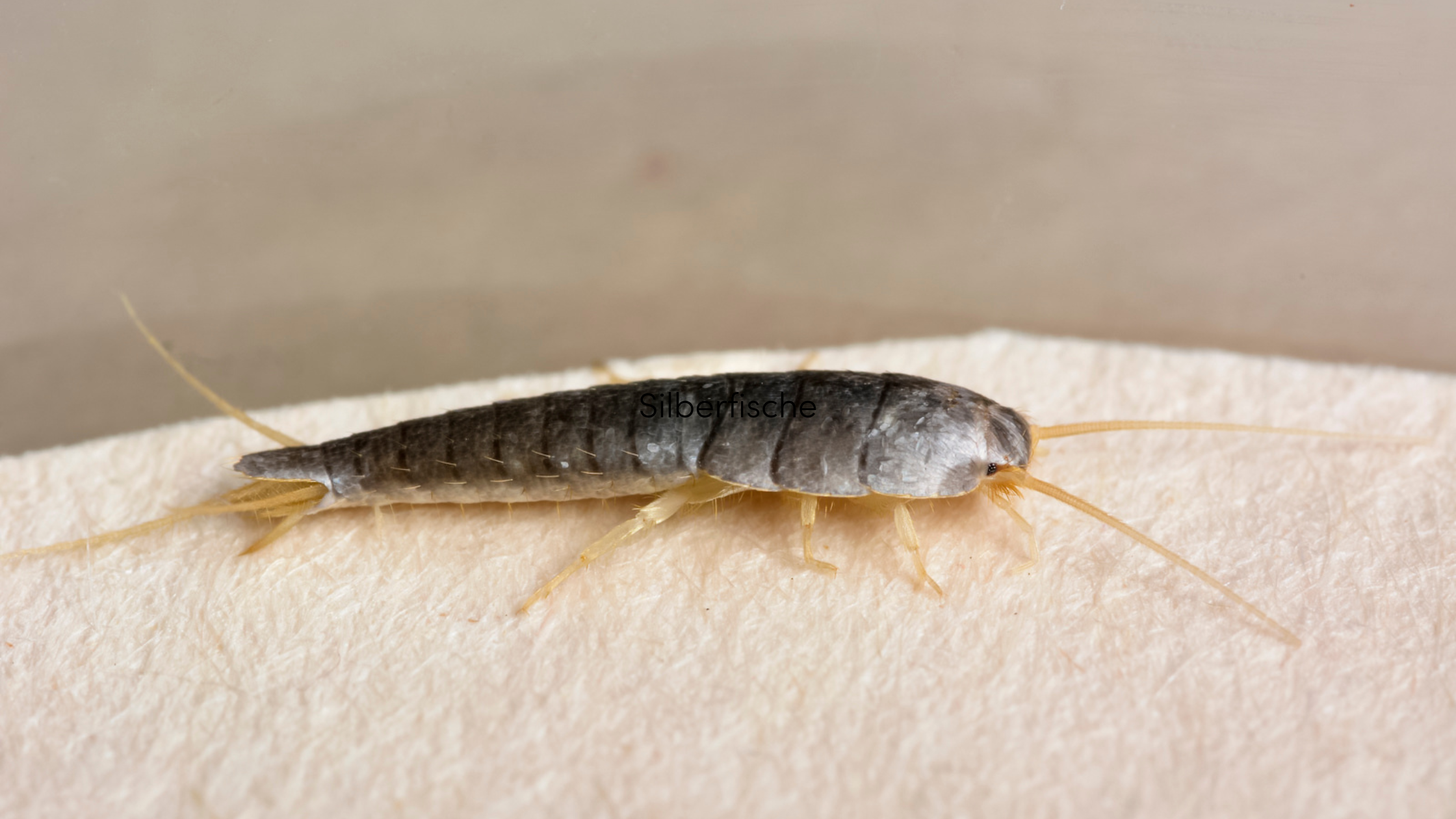 Ungeziefer identifizieren Silberfische