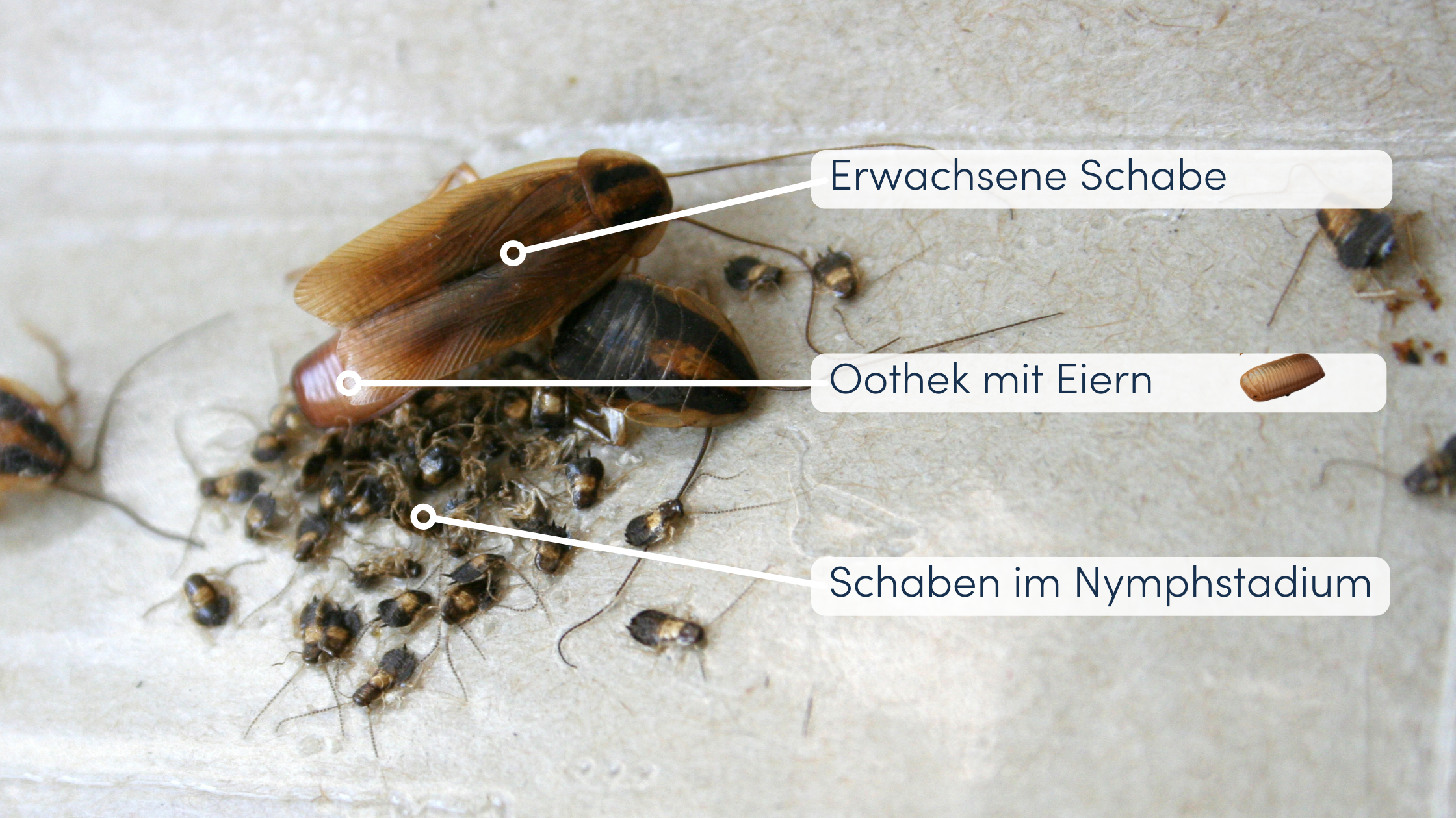 Schaben bekämpfen Lebenszyklus
