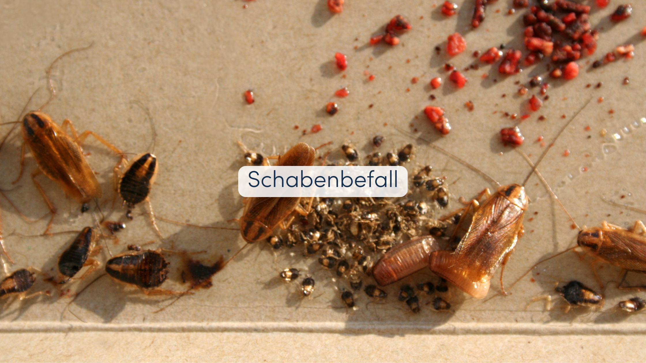Schaben bekämpfen Schabenbefall