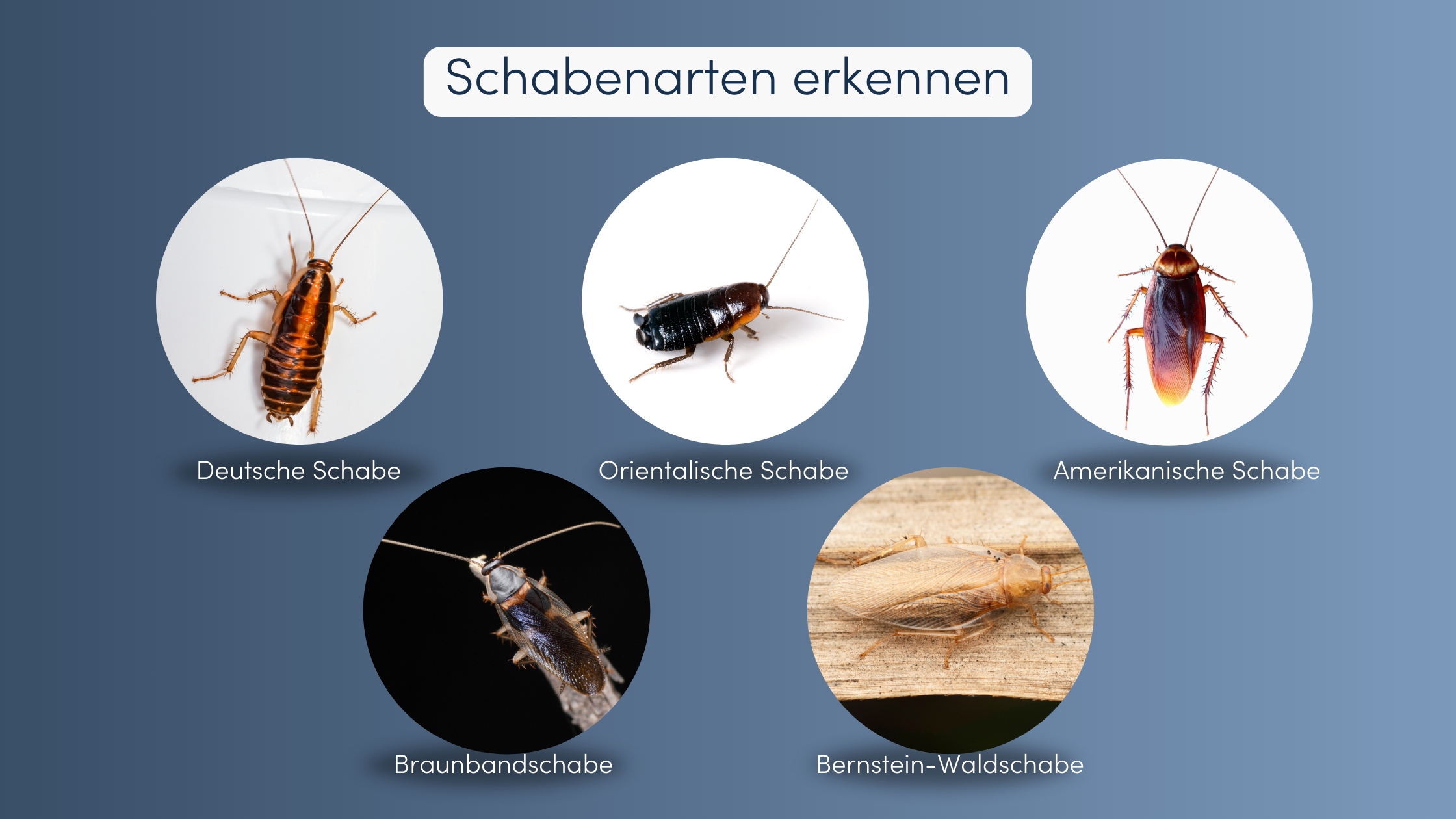 Schaben bekämpfen verschiedene Arten