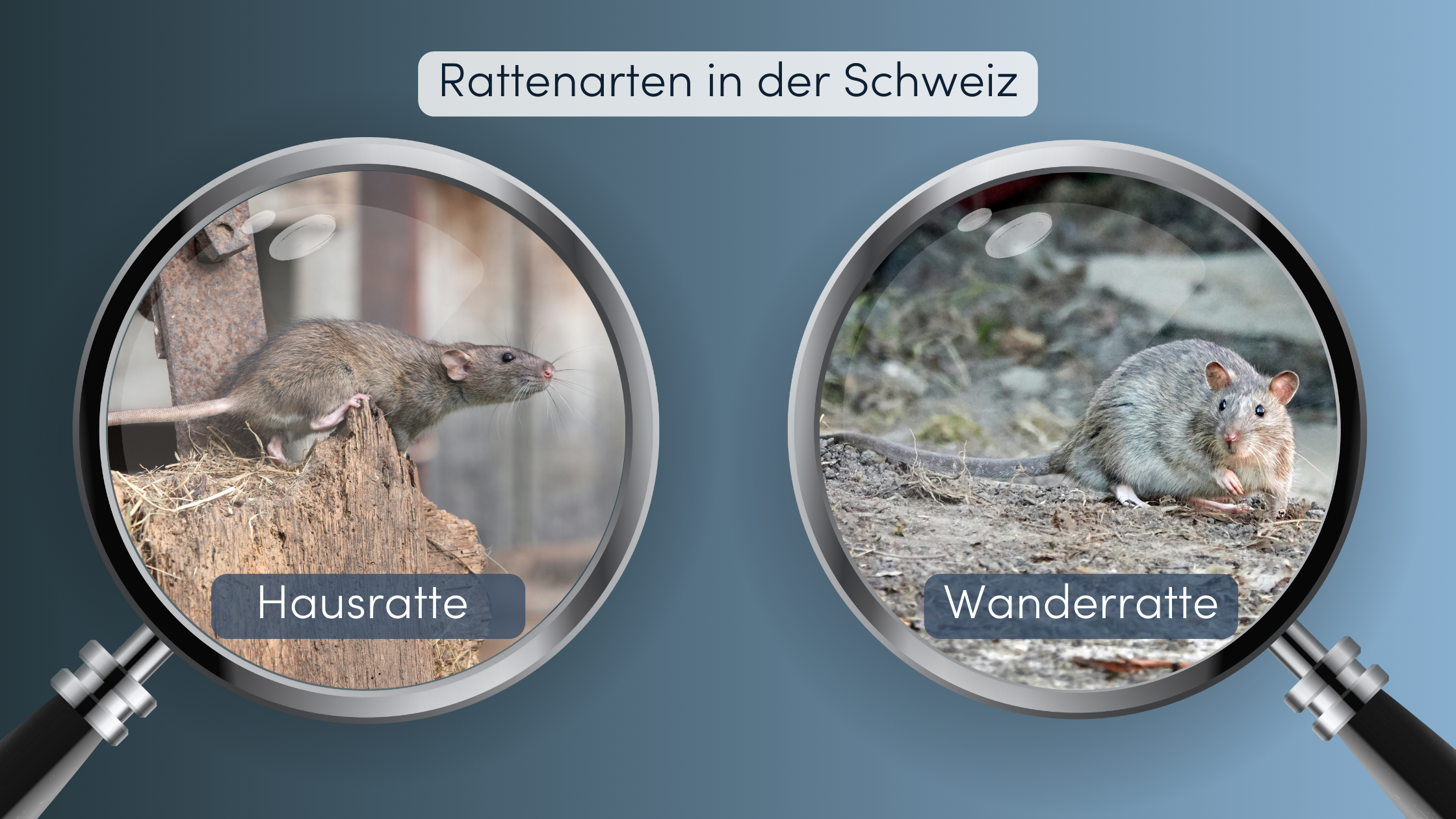 ratten bekämpfen hausratte vs wanderratte