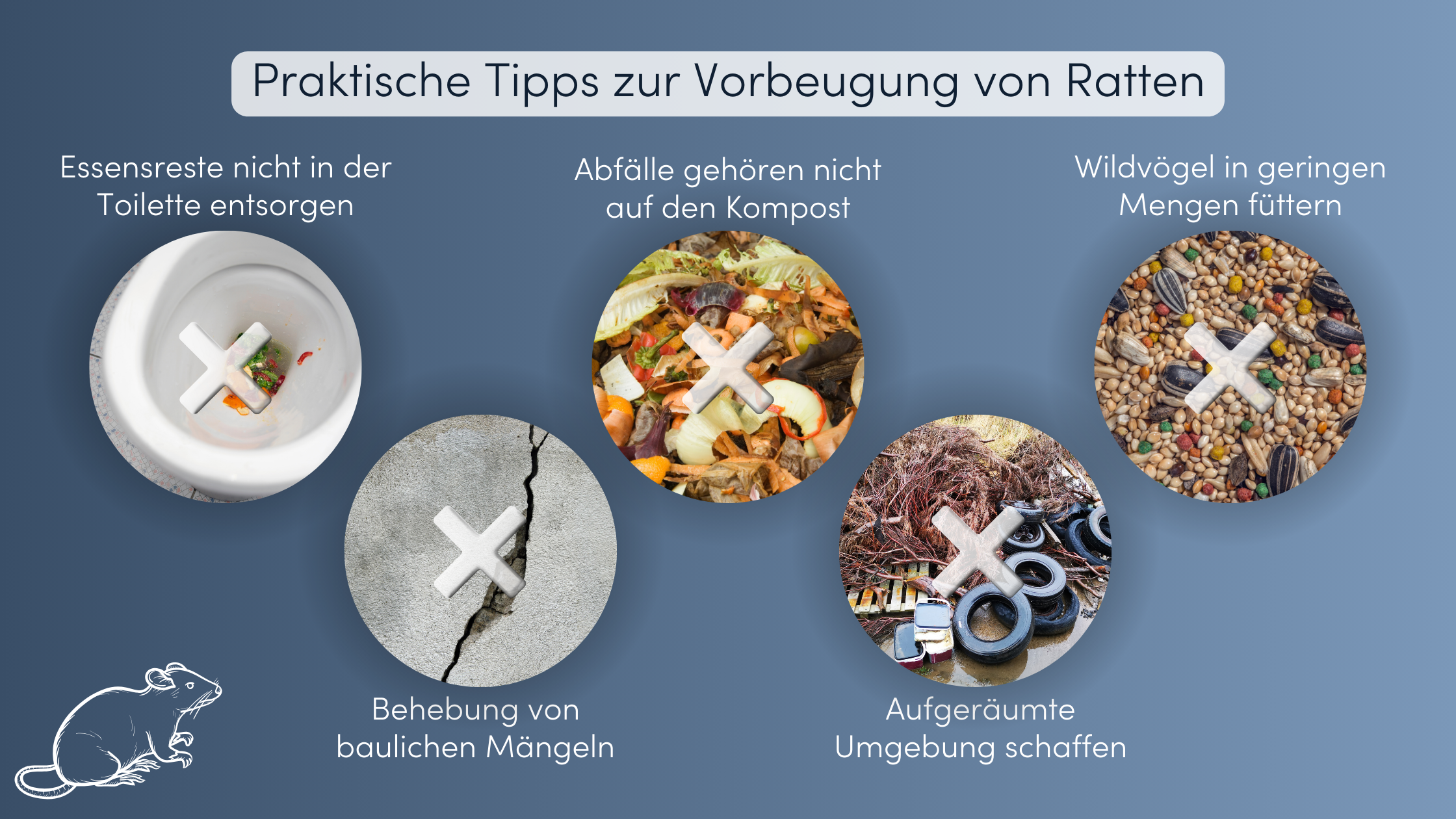 ratten schweiz tipps gegen ratten