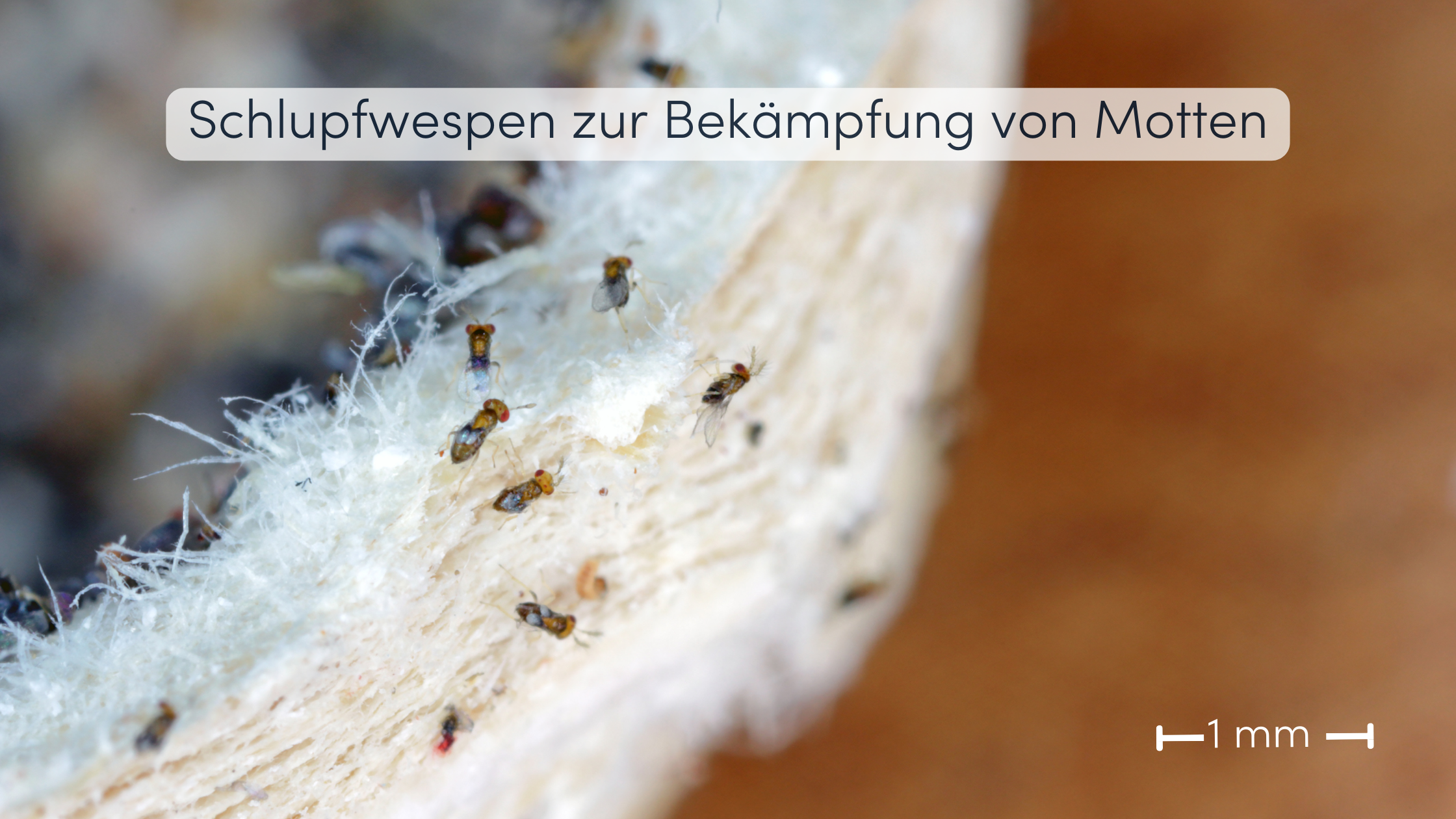 mottenbekämpfung schlupfwespe