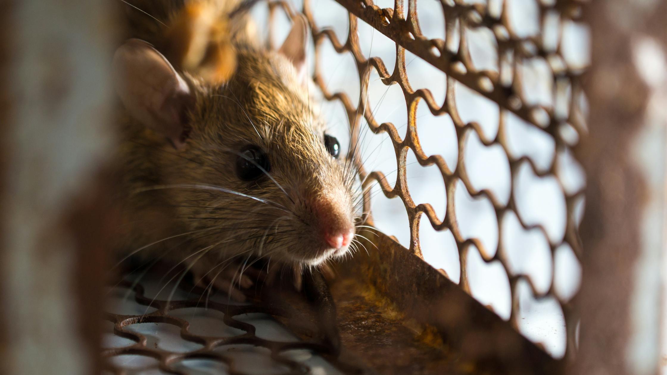 Lutter contre les rats : Prévenir et combattre efficacement les infestations de rats